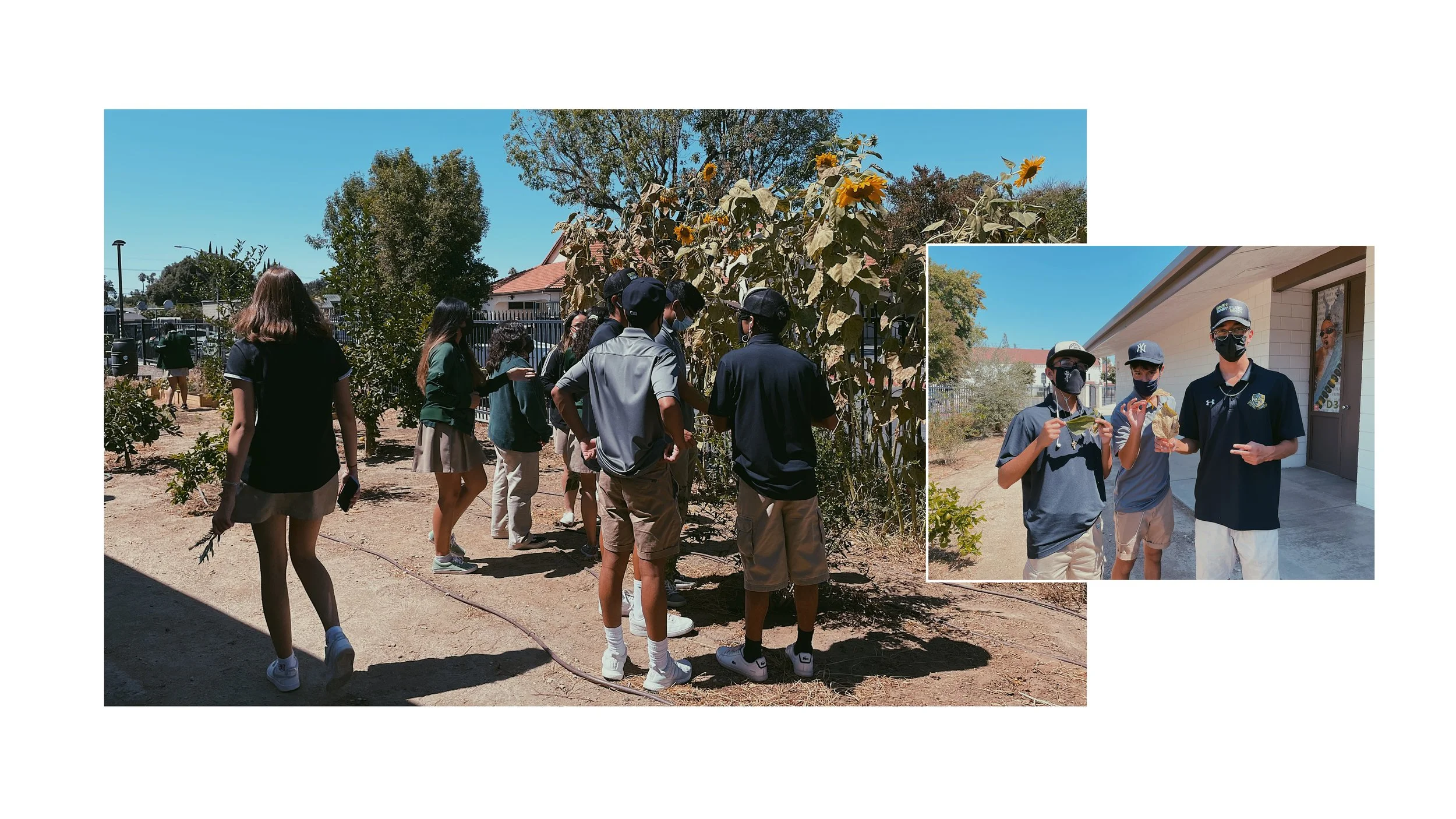 cyanotype | cross-curricular project3.jpg