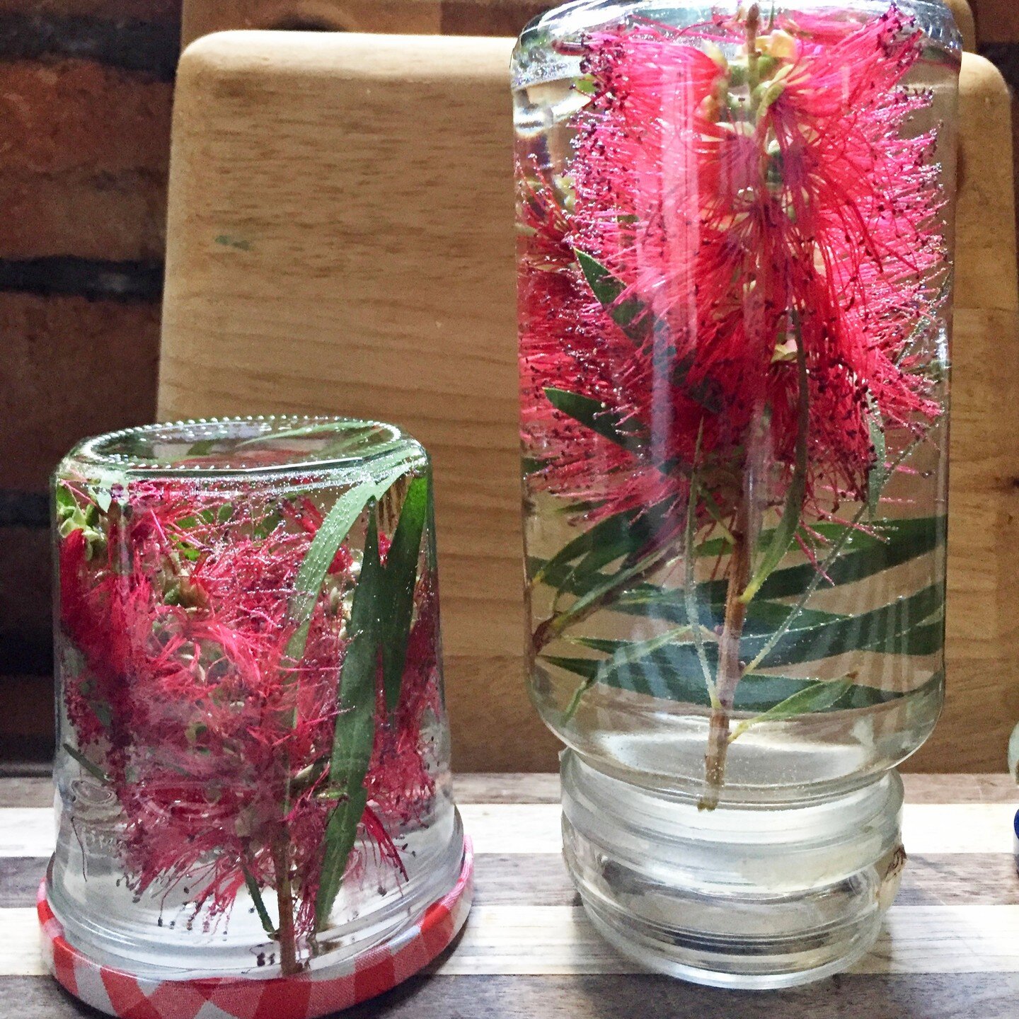 Bottlebrush decorative jars to celebrate Summer Solstice! These look beautiful in the sunlight and are very easy to make. Simply collect a couple of bottlebrush stems and place upside down in a jar of cold water. Seal the lid tightly, flip over and v