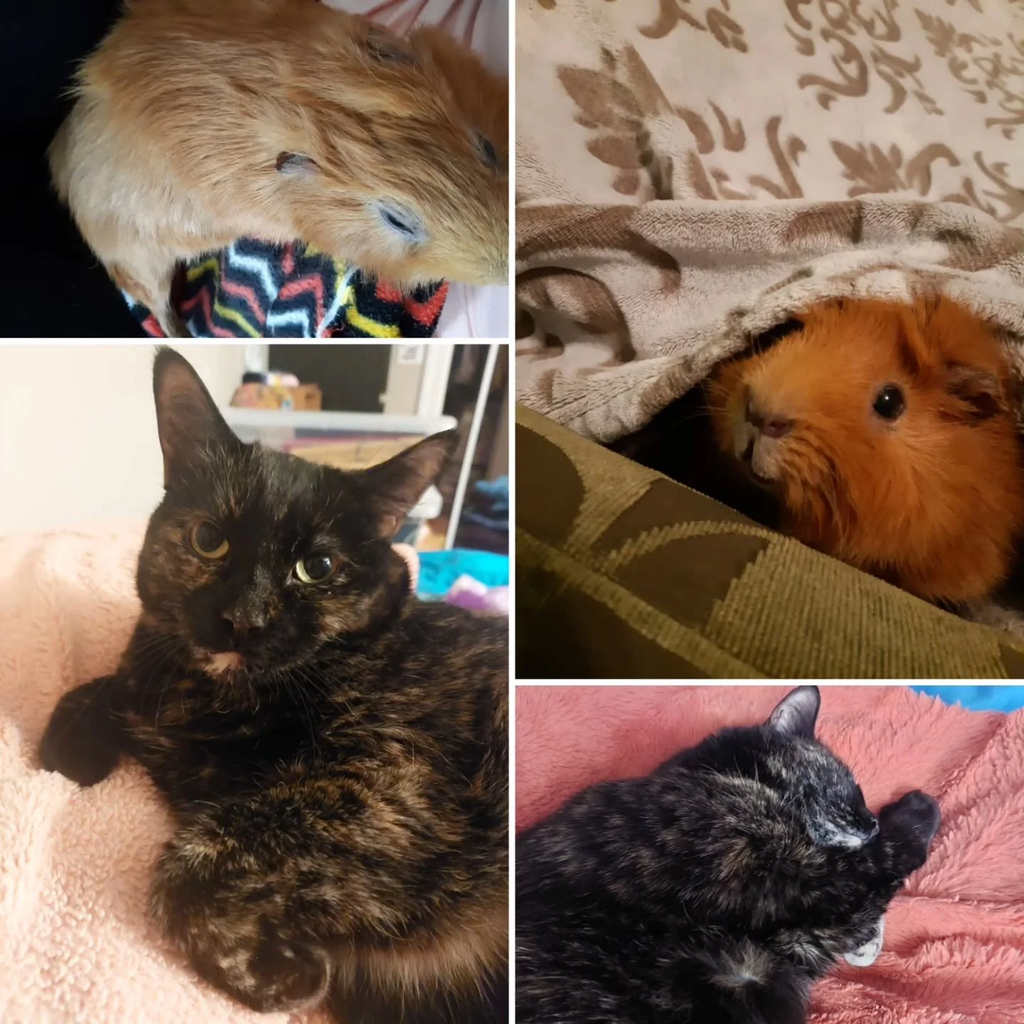 Today is National Pet Day, so I want to give a shout-out to the two adorable beans who have been part of my life for the last eleven years.

Both were adopted from the Windsor Humane Society, which, along with other rescues, does vital and life-savin