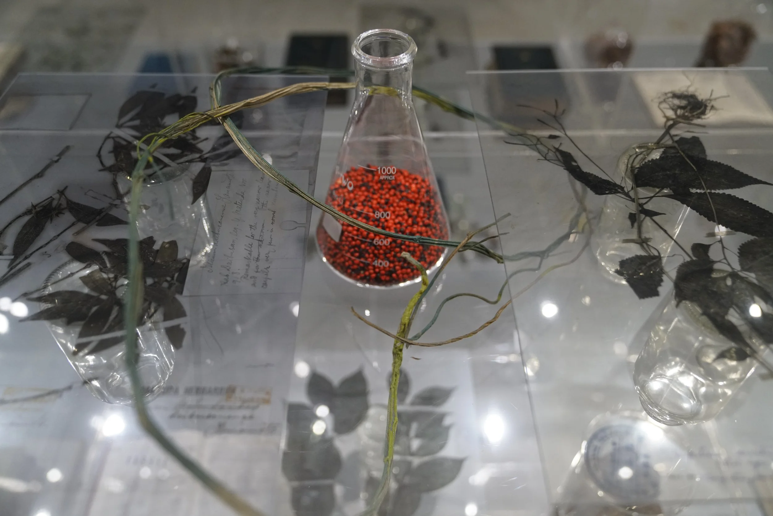 Plants, Gardens, and Landscapes — Janet Laurence