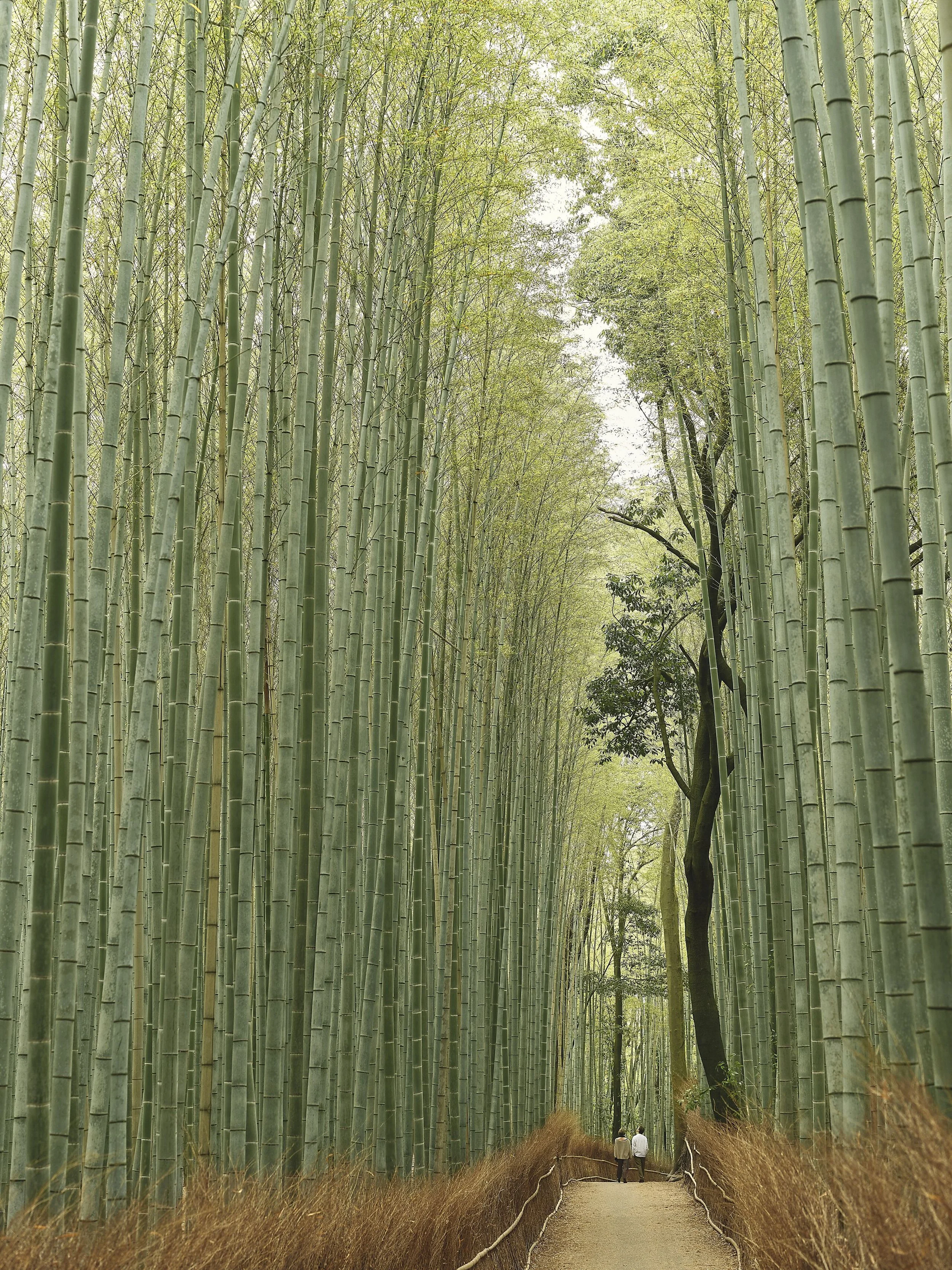 Display 2k-A&K-Japan-DayFour_DSF2774-FullRes-AdobeRGB-CREDIT-TomGriffiths.jpg