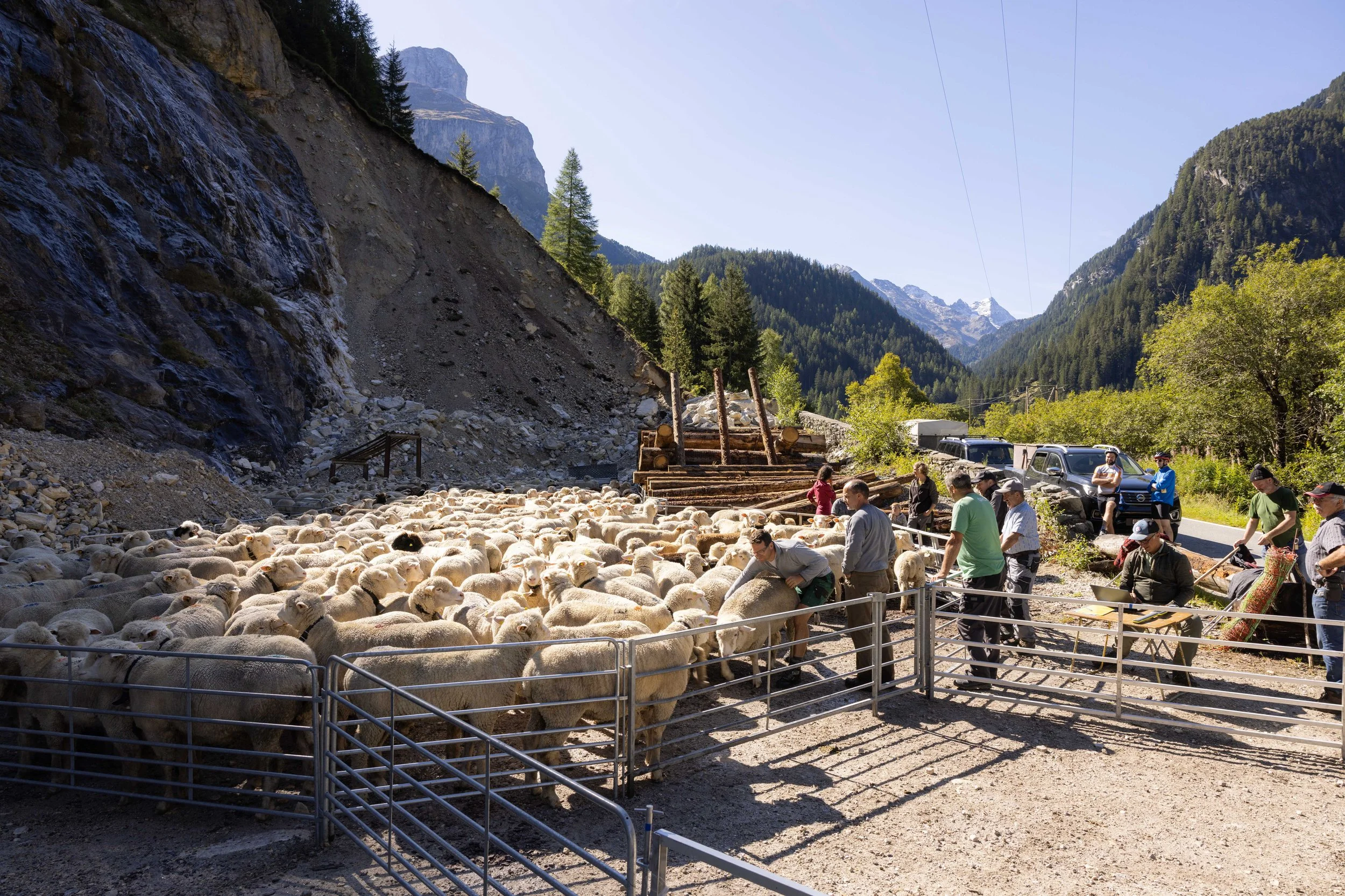 AlpSutFuina_Alpabzug_Graubuenden2025_FinjaBasan