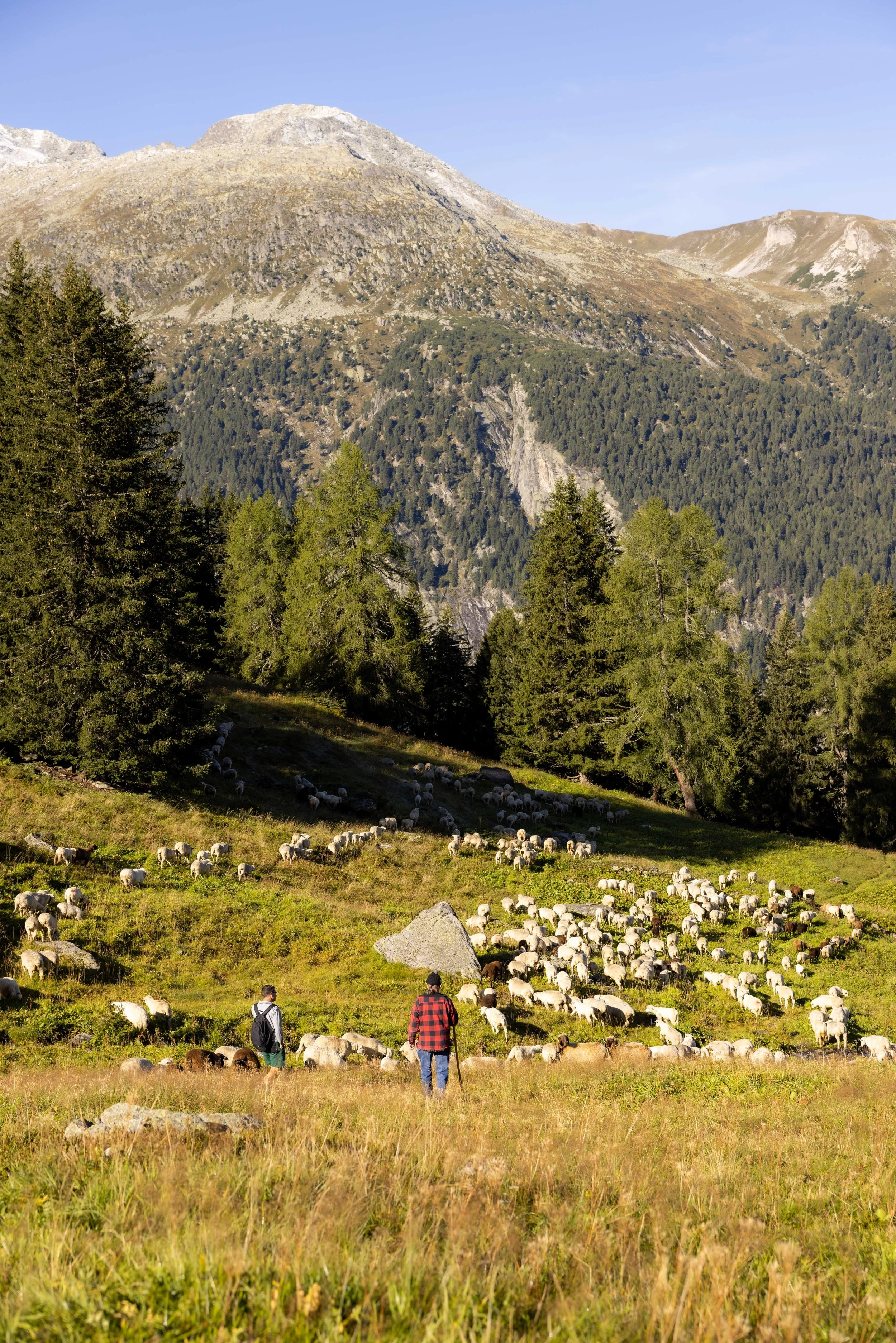 AlpSutFuina_Alpabzug_Graubuenden2025_FinjaBasan