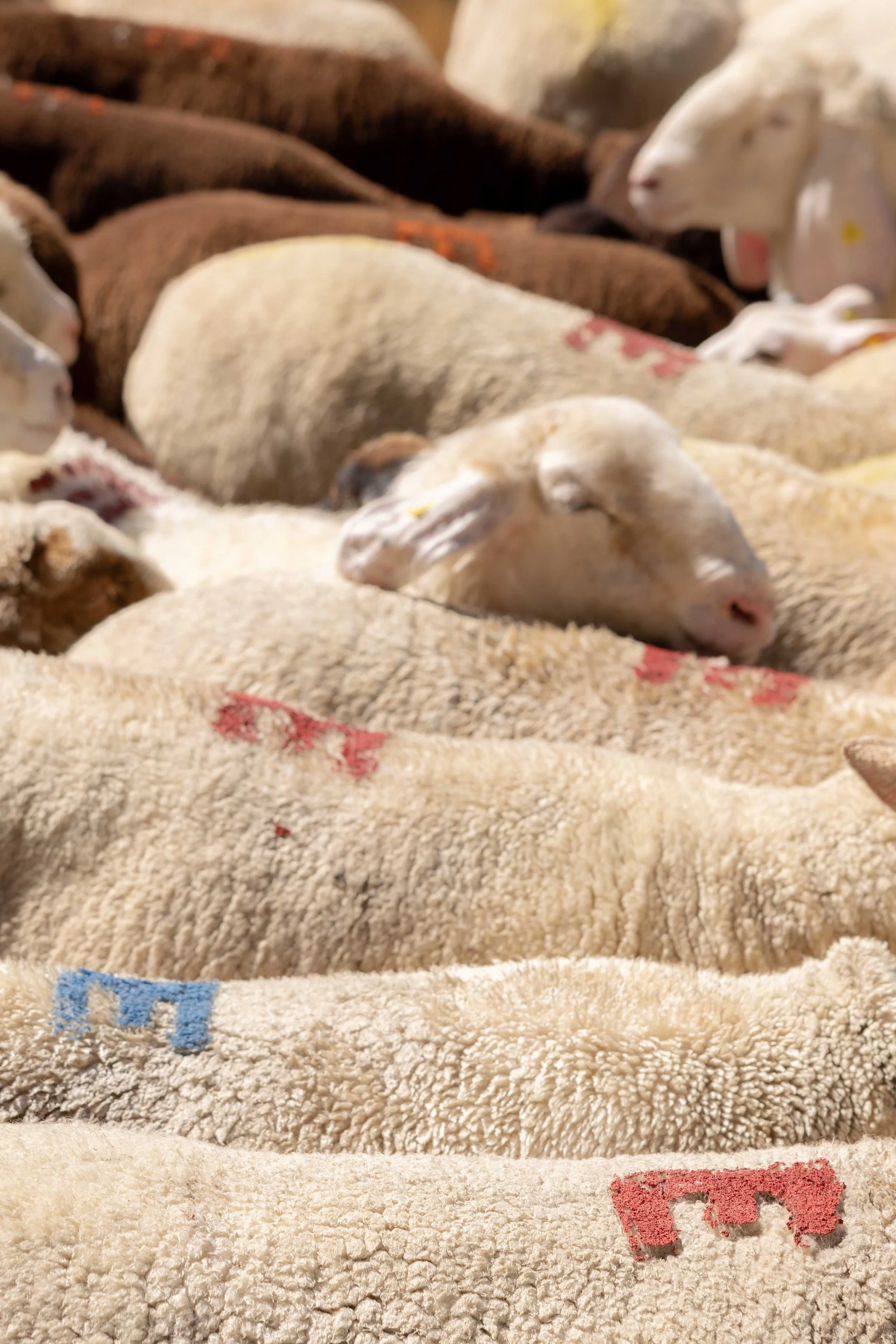 AlpSutFuina_Alpabzug_Graubuenden2025_FinjaBasan