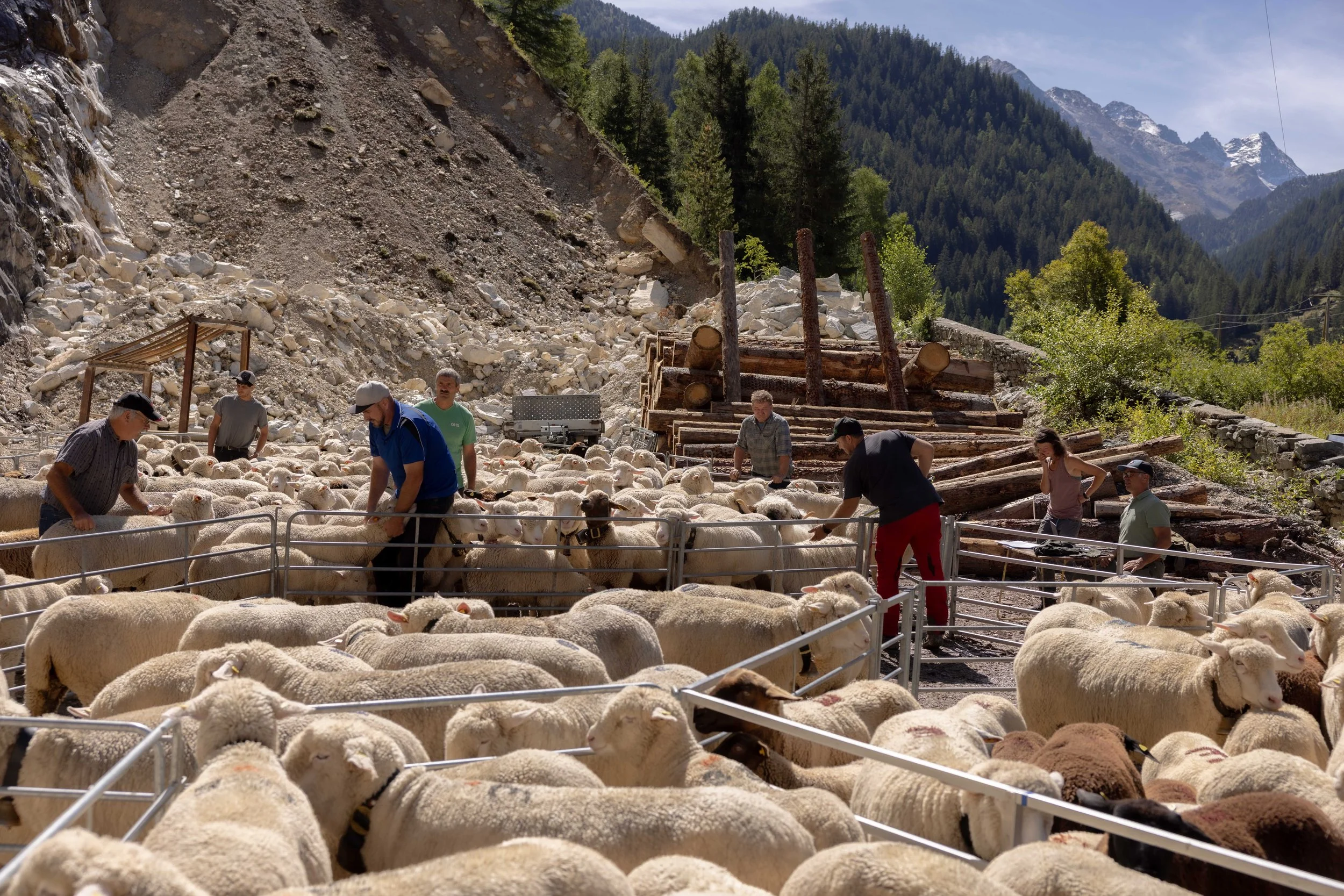 AlpSutFuina_Alpabzug_Graubuenden2025_FinjaBasan