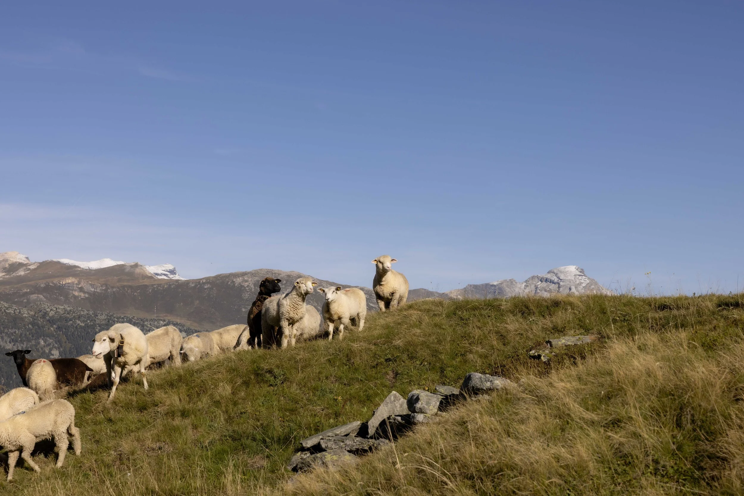 AlpSutFuina_Alpabzug_Graubuenden2025_FinjaBasan