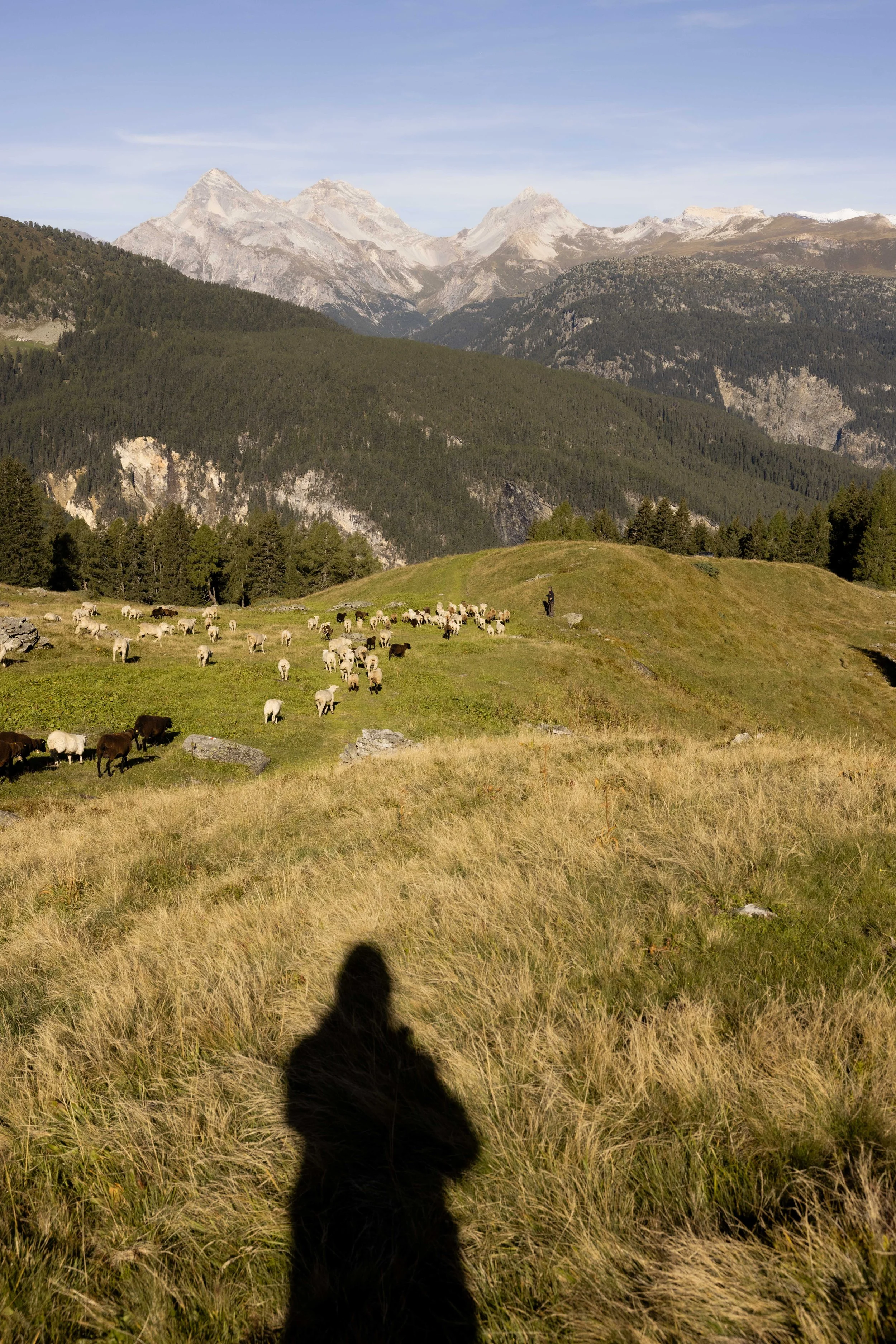 AlpSutFuina_Alpabzug_Graubuenden2025_FinjaBasan