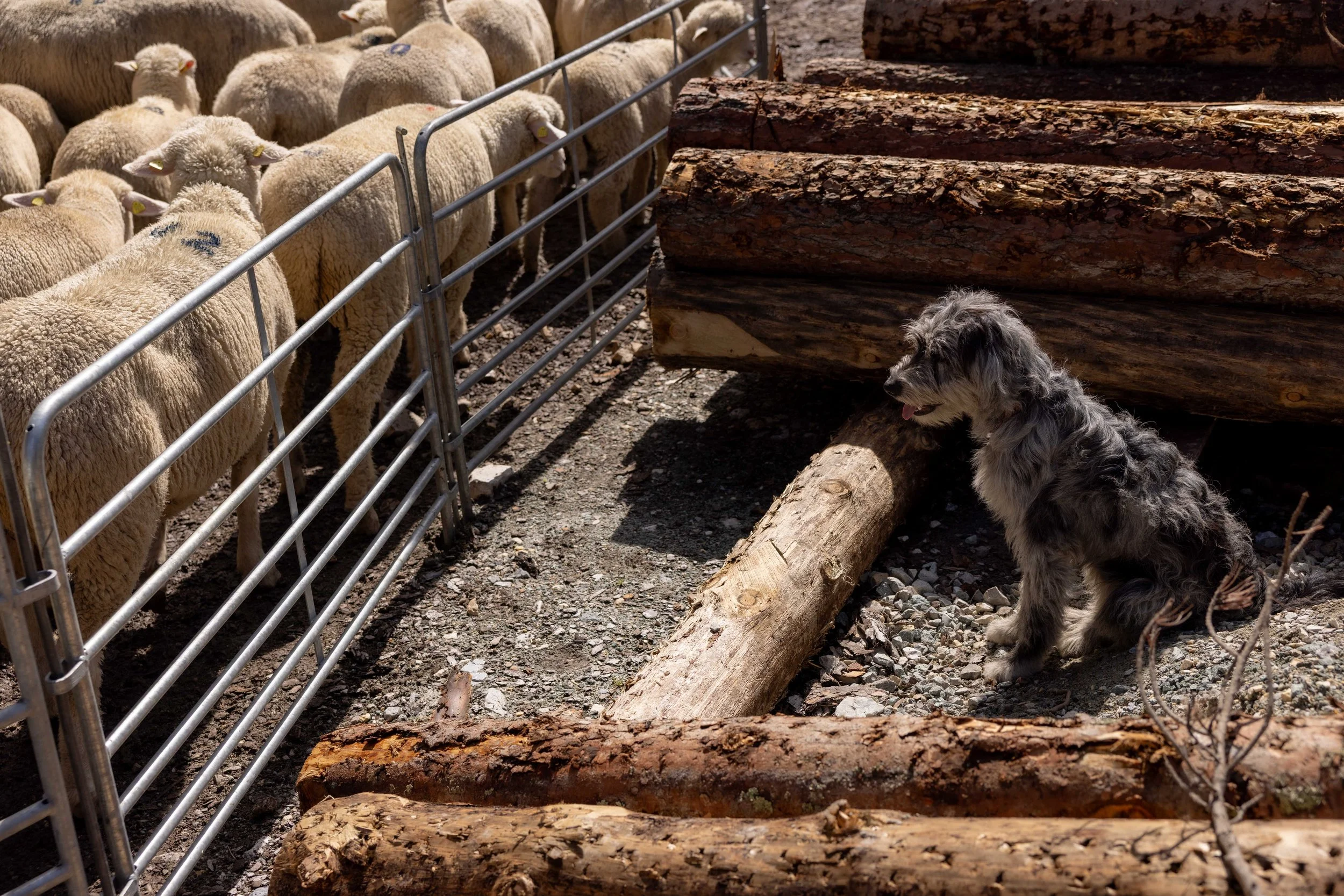 AlpSutFuina_Alpabzug_Graubuenden2025_FinjaBasan