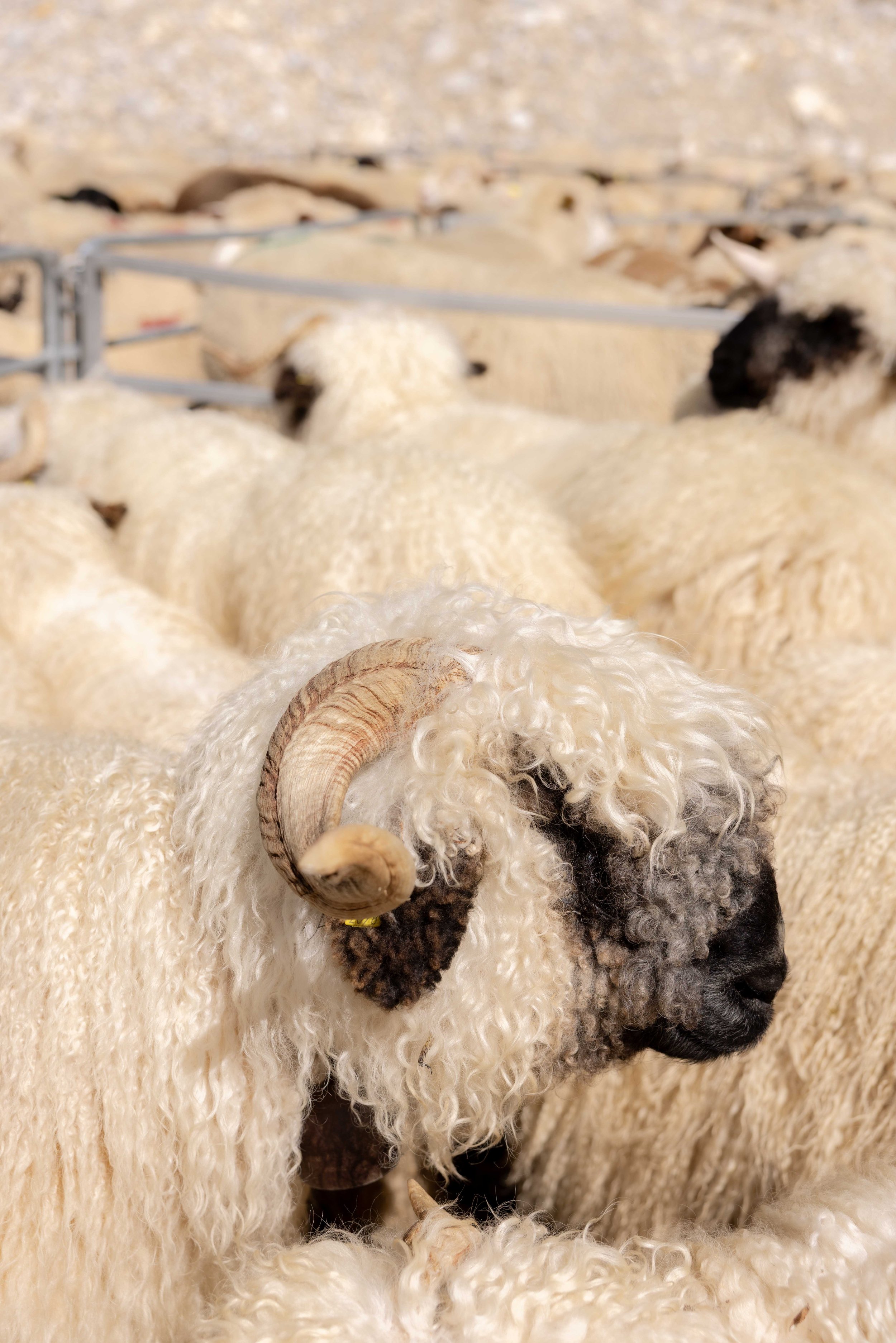 AlpSutFuina_Alpabzug_Graubuenden2025_FinjaBasan