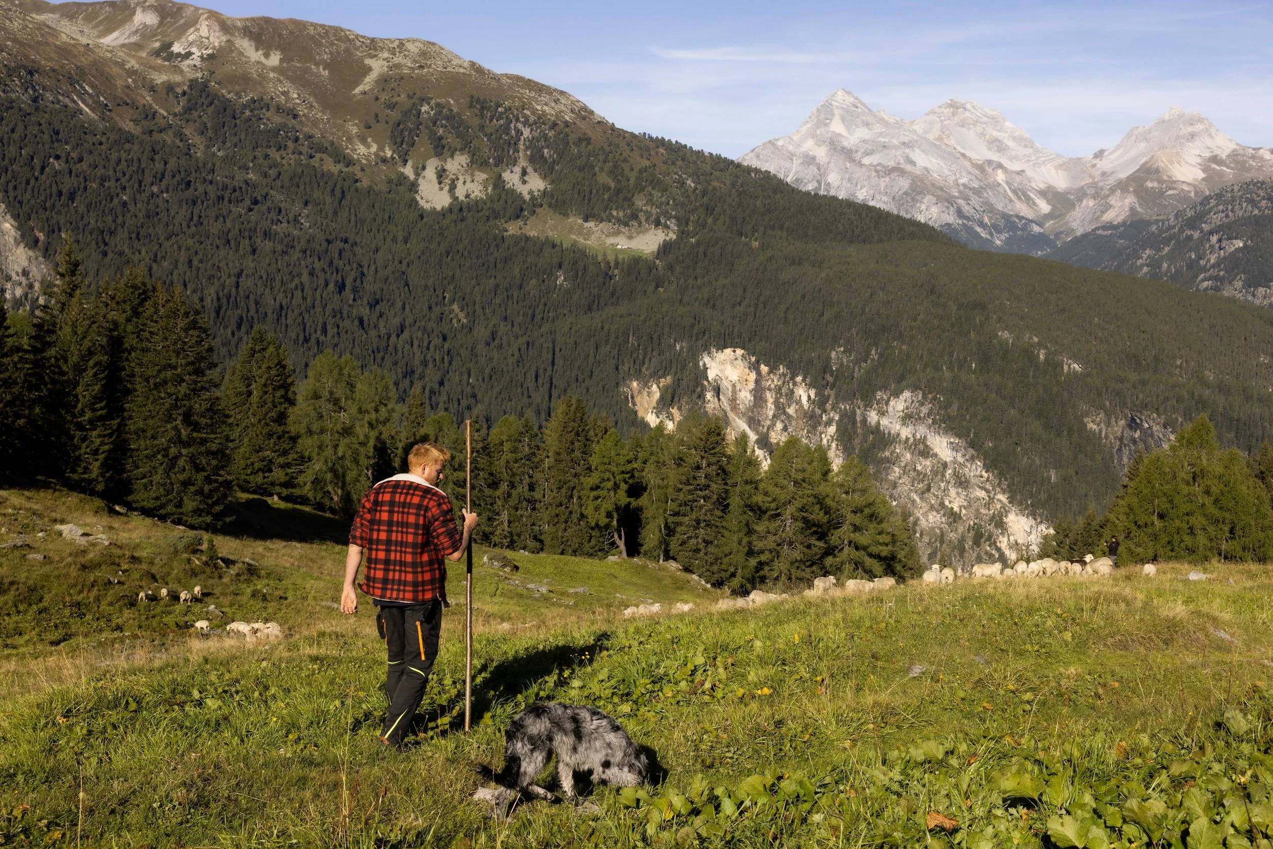 AlpSutFuina_Alpabzug_Graubuenden2025_FinjaBasan