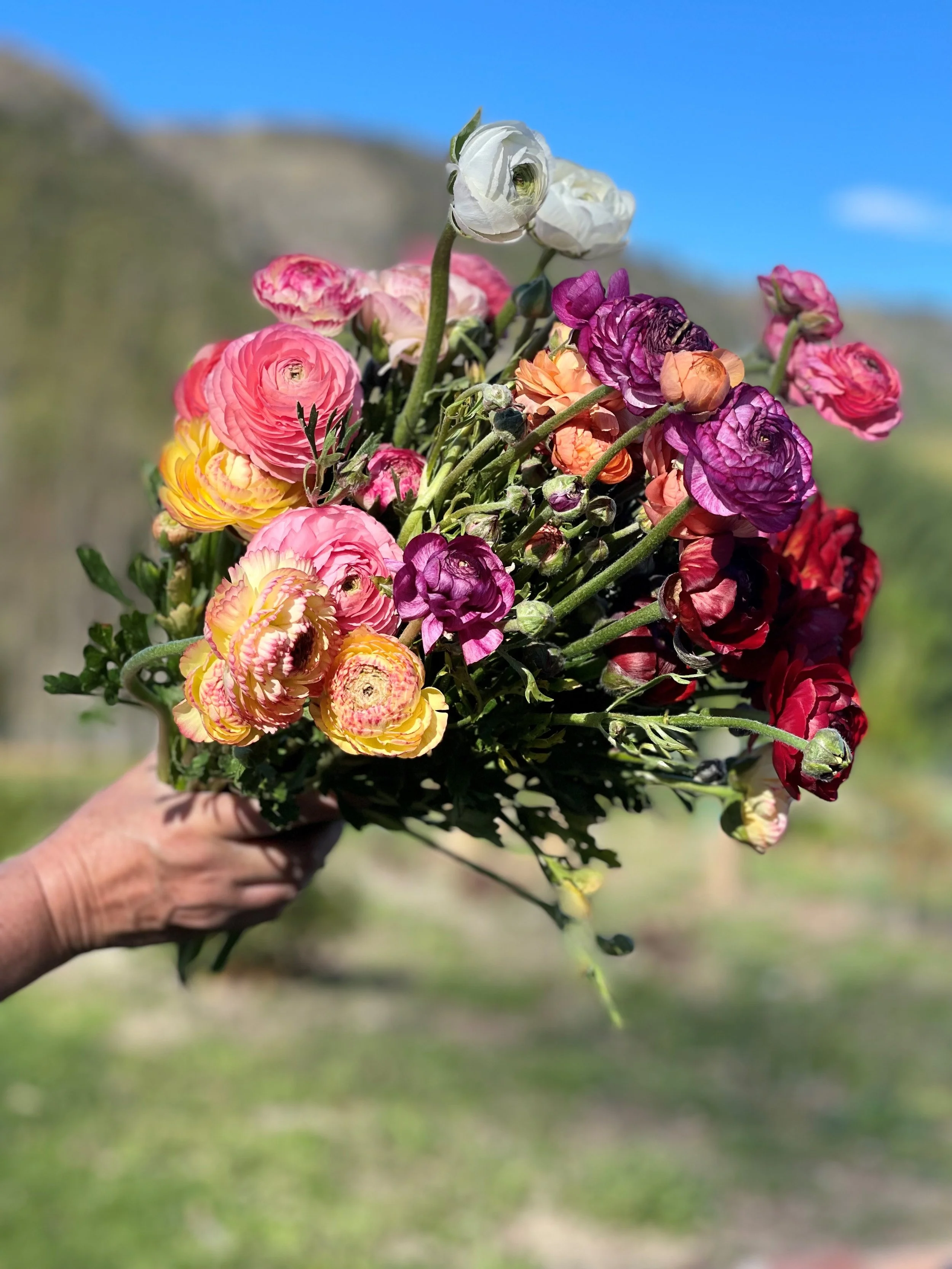blooms.jpg