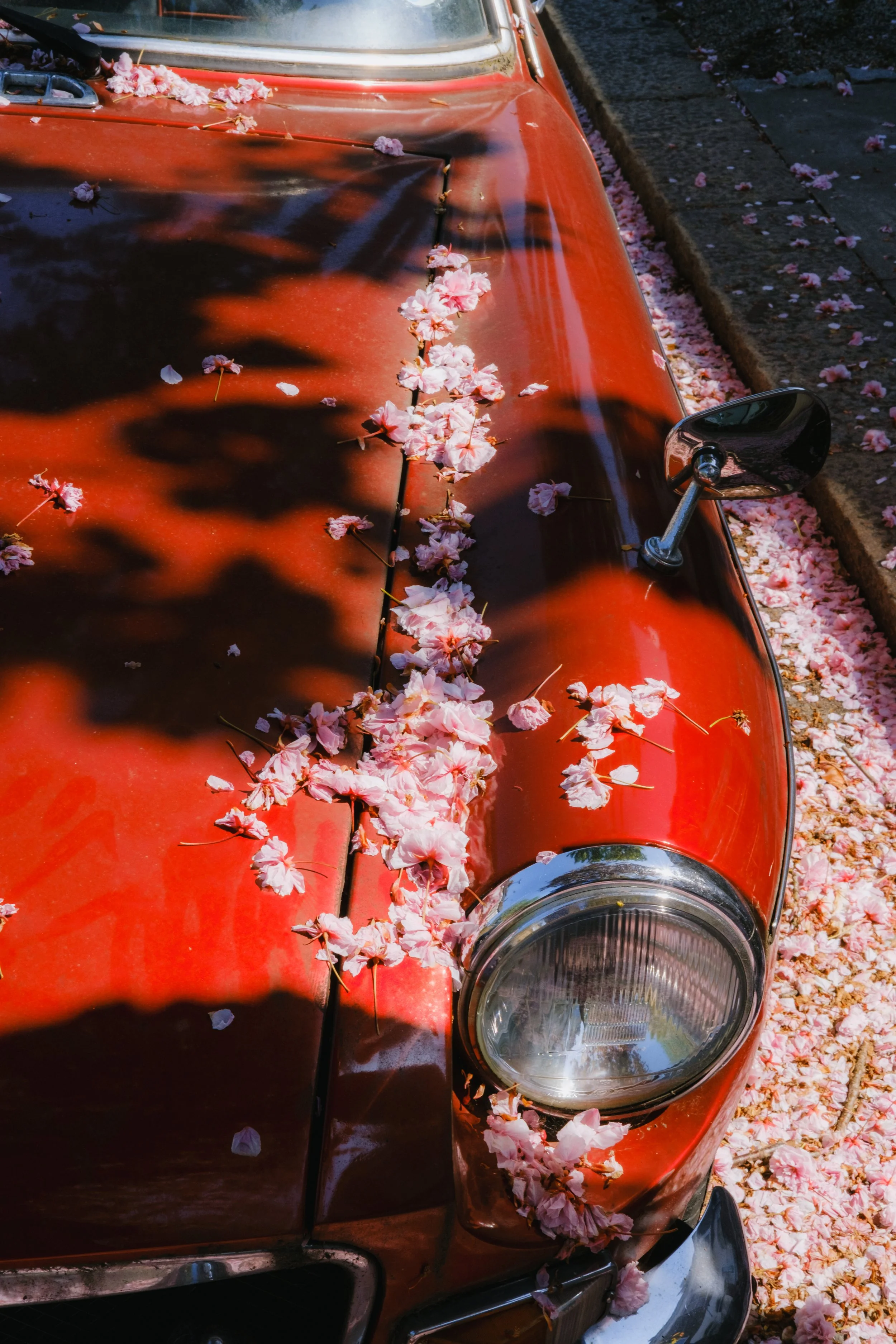 A red vintage car covered in pink cherry blossom petals.