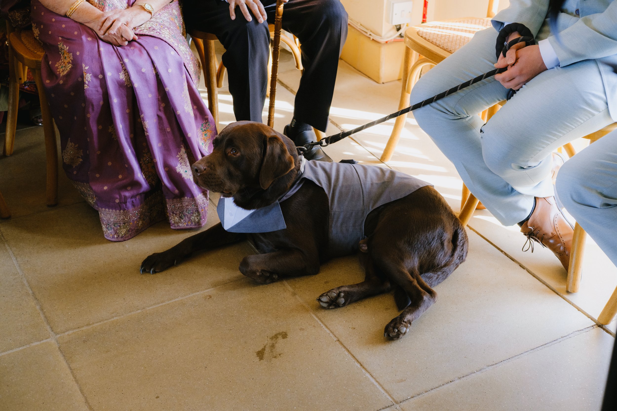 Dog in wedding suit