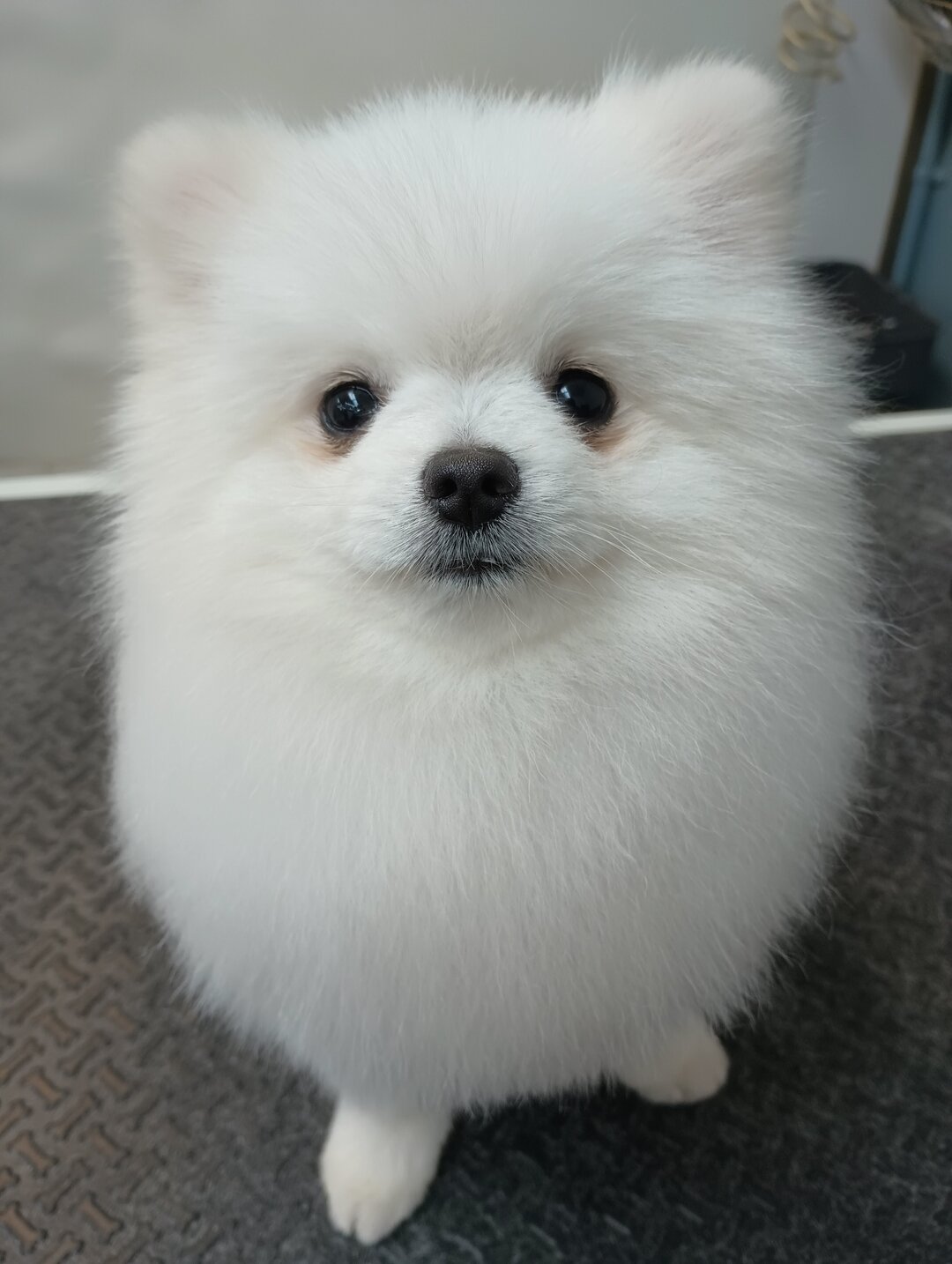 🧡 This adorable little ball of fur could not be any cuter!  Here is your cute Pup fix for the day!⁣
#cutepups #cutepupfix #bowsersbath  #bowsersbathdoggrooming #bowsersbathtigard #bowsersbathselfwash #bowsersbathdogwash #bowsersbathdogs #tigardgroom