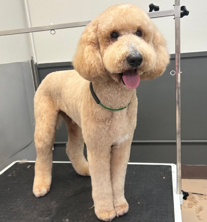 🐩 The Floofs are in the house!! ⁣
🐕&zwj;🦺 We groom oodles of Poodles and Doodles!  Our Groomers love working with these great Dogs and it shows!!

🐾 Ready for your next Poodle or Doodle grooming?  Give us a call at 503-684-5074 or book on our web