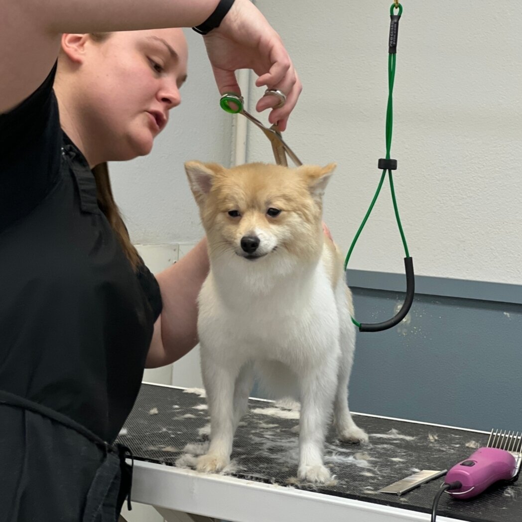 🧡 We think our 1 on 1 Grooming is pretty great!  We give your Dog our undivided attention.  We develop great relationships with your Dogs, and we enjoy our time with them. ⁣
🐾 The truth is that not every Pup loves being groomed, but part of our job