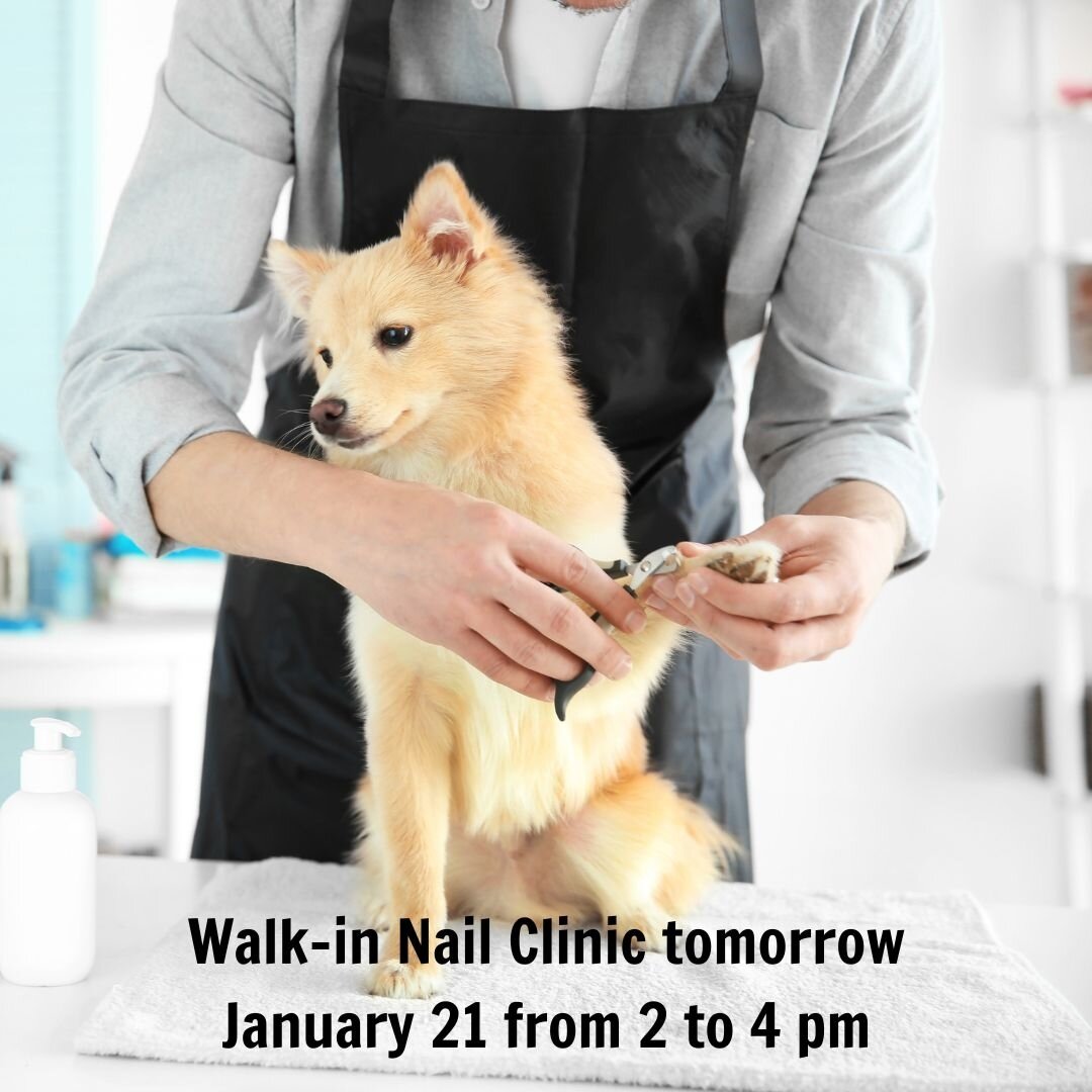 🐾 Our next Nail Clinic is tomorrow, January 21 from 2 to 4 pm.  No appointment needed.⁣
🐾 All nail services $15-20 and $5 from each service will be donated to the Oregon Dog Rescue.

🐾 Nail trimming is essential to a Dog's health. Nails should be 