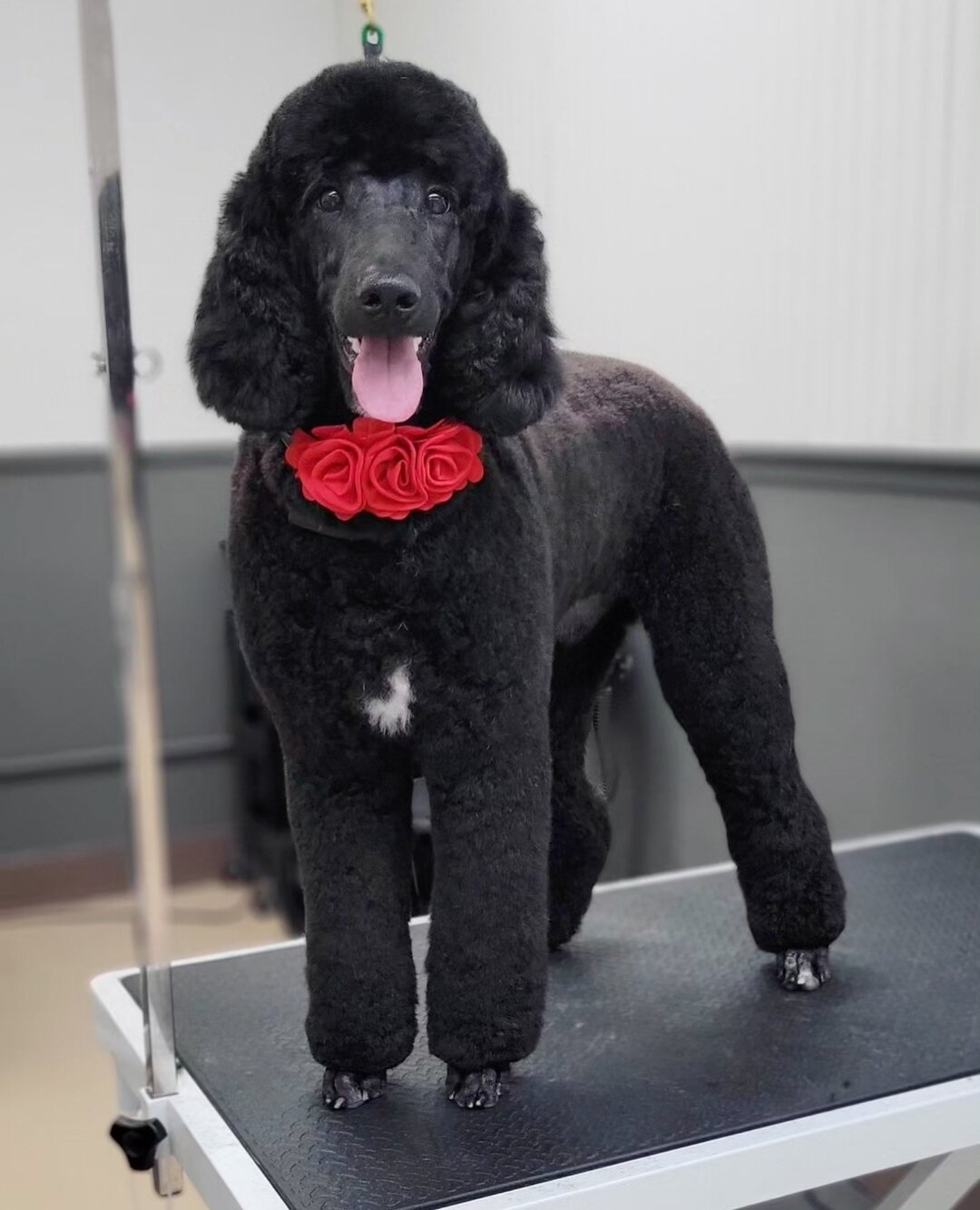 🐕&zwj;🦺 Who doesn't love a silky black coat?  Amanda loves working with Poodles and it shows! 🧡⁣
📞 Ready for your Poodle or Doodle grooming?  We have a great team of Groomers who pride themselves in Doodle and Poodle Grooming.  Give us a call at 