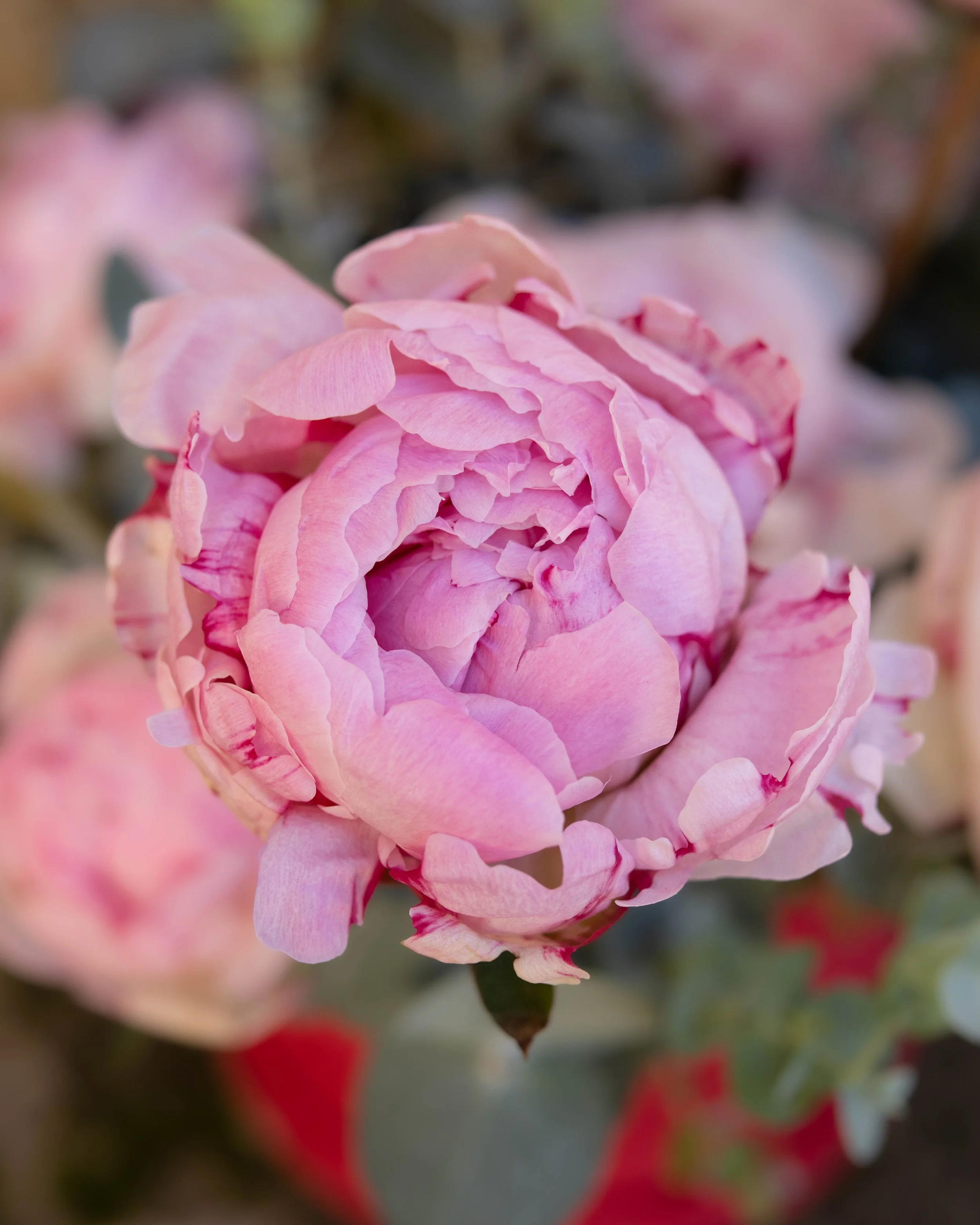 Saint Valentine’s Day floral photoshoot in Biot
