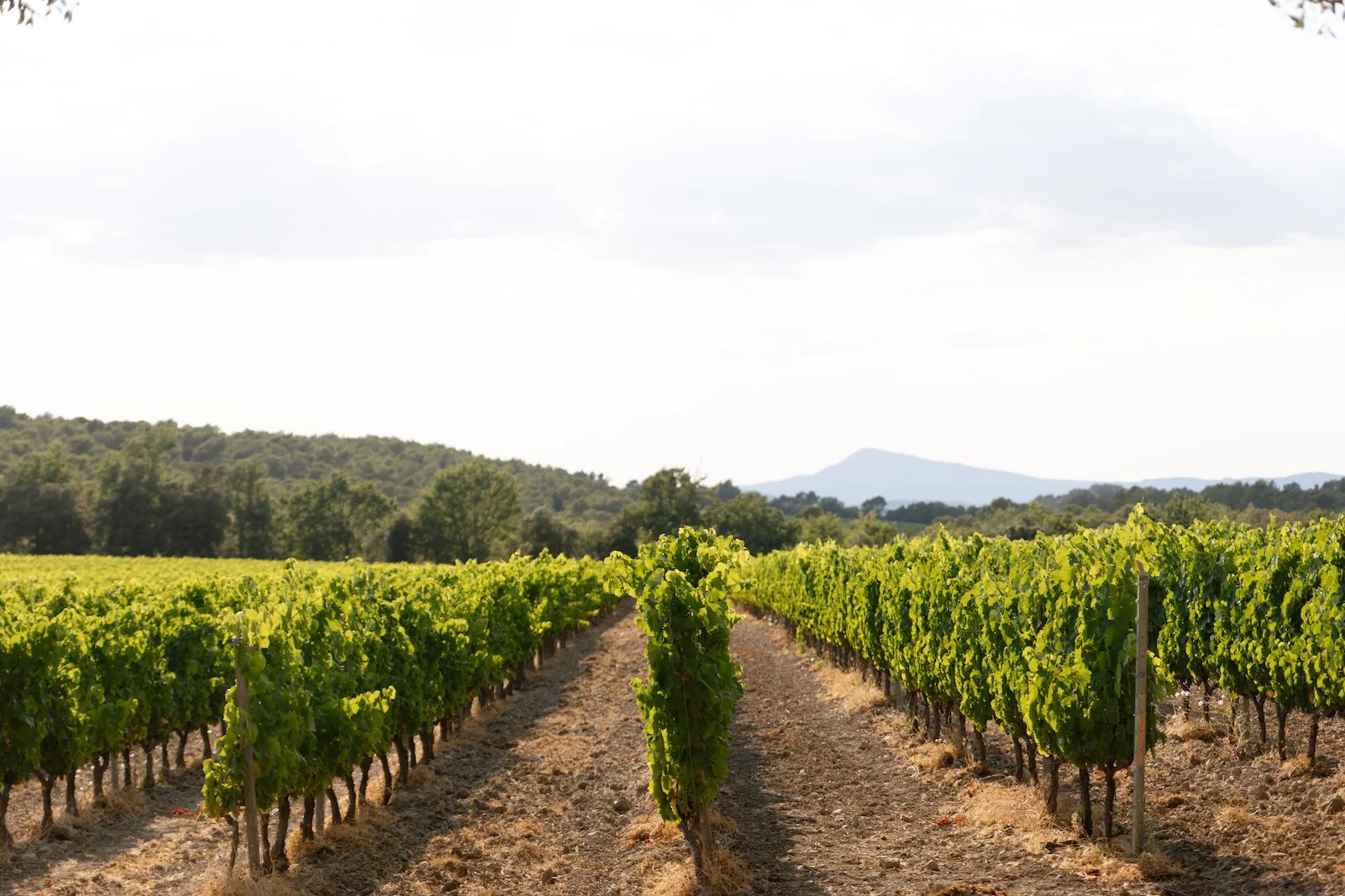 provence_chateau_les_crostes_wedding_2840.jpg