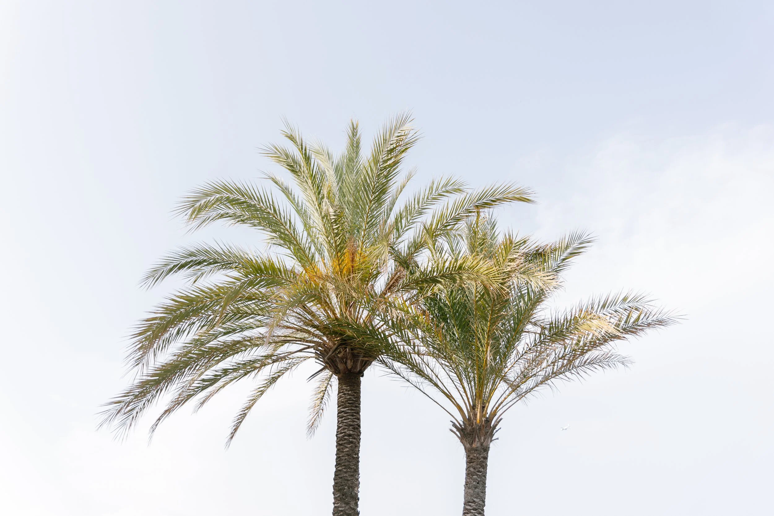 Cap d'Antibes proposal