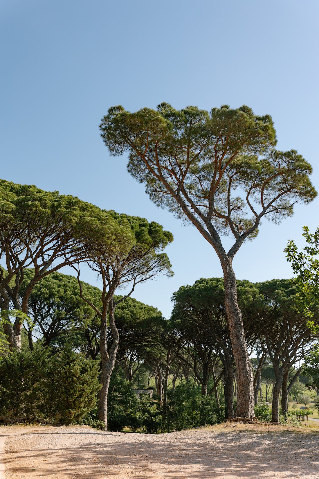  provence_summer_wedding_2766.jpg