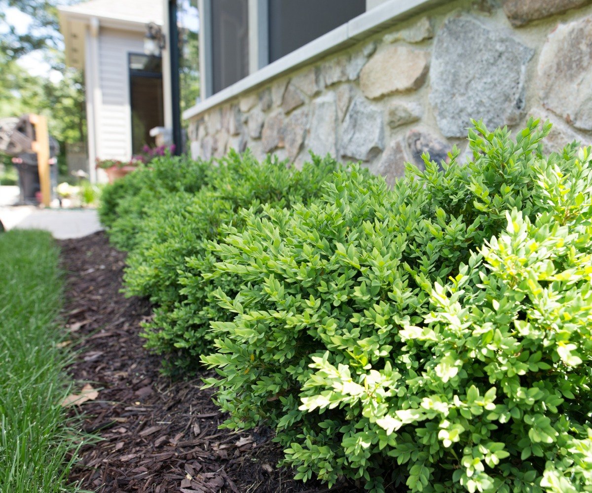 Trees & Shrubs Landscape Design Batavia, Saint Charles IL Montano's