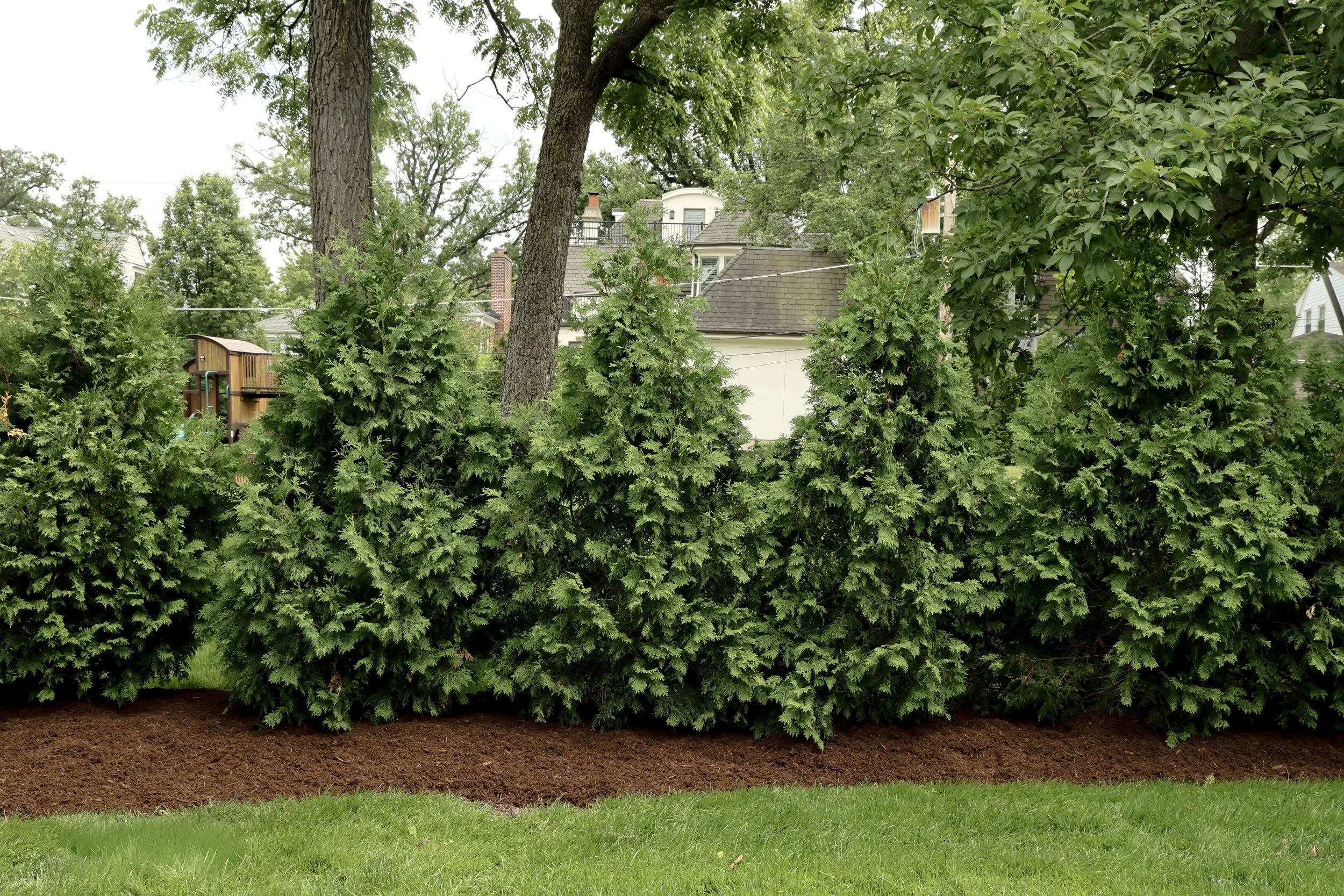 Privacy screen with evergreens designed and planted by Montano's Landscaping in Hinsdale, IL.