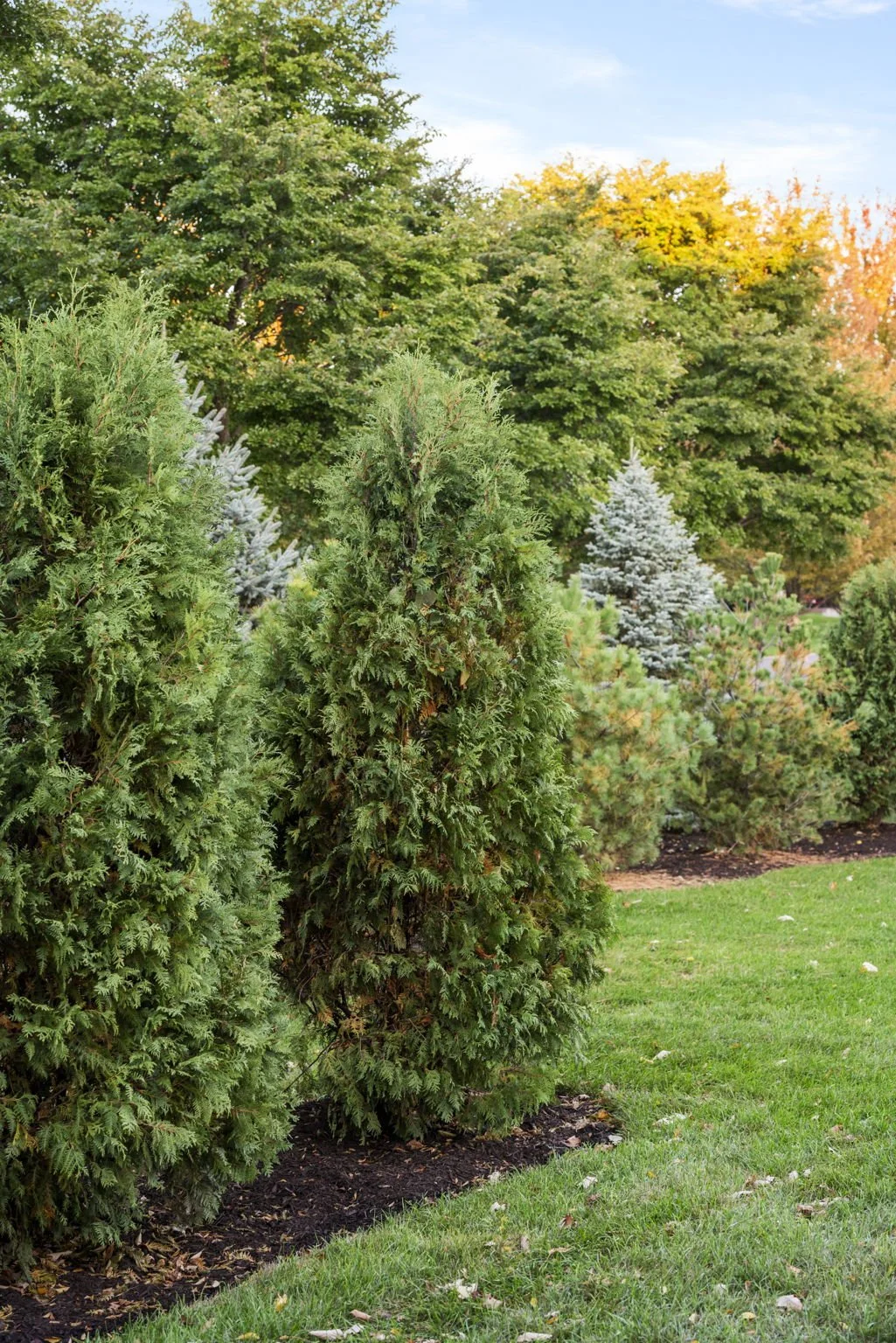 Arborvitae and other evergreens in Naperville, IL