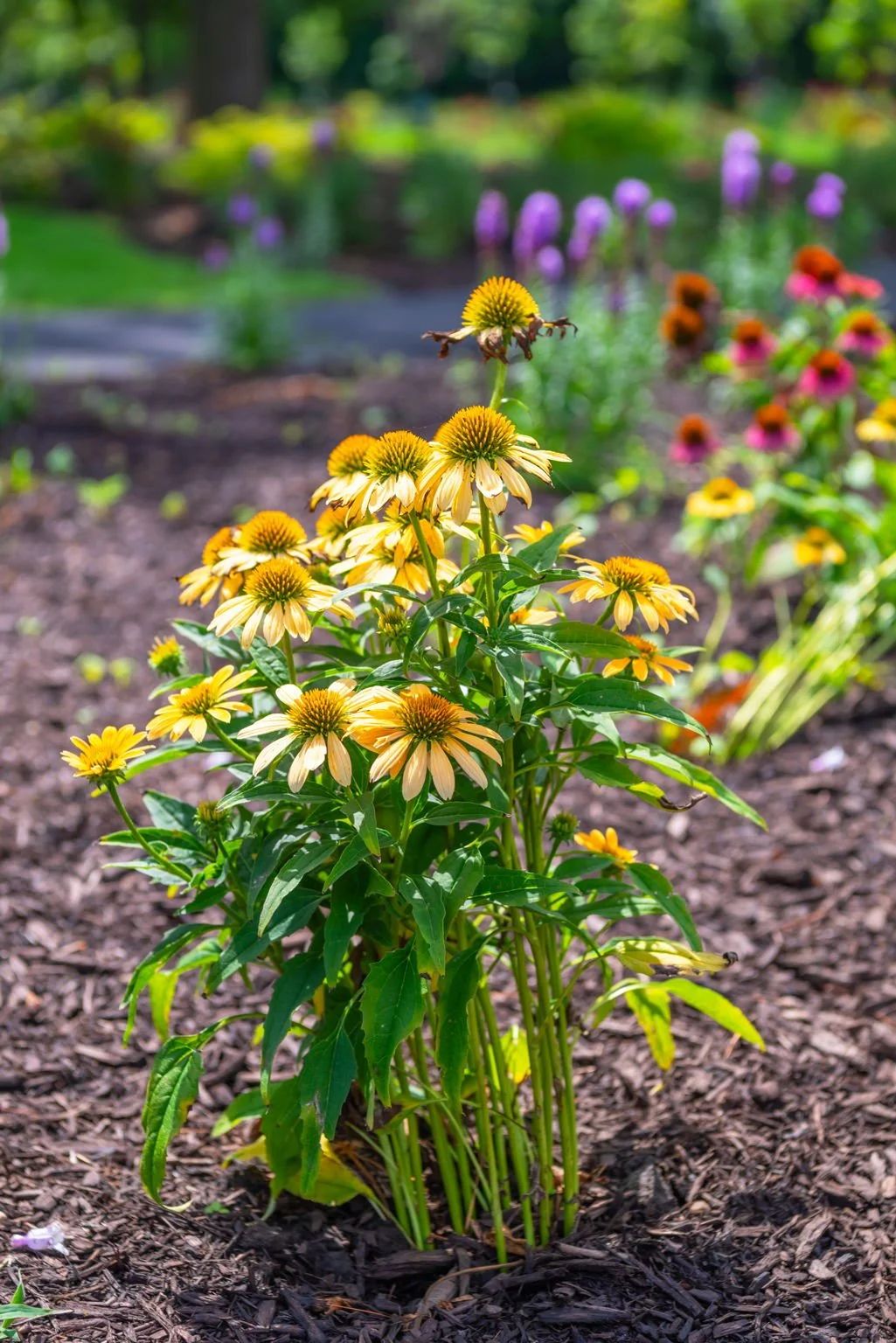 Yellow coneflowers in a mulched garden bed.