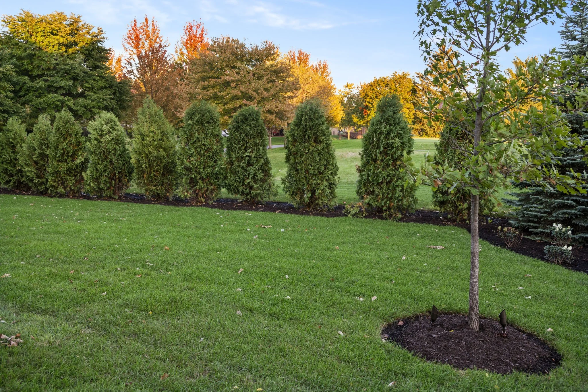 Natural privacy screen created with arborvitae in Naperville, IL.