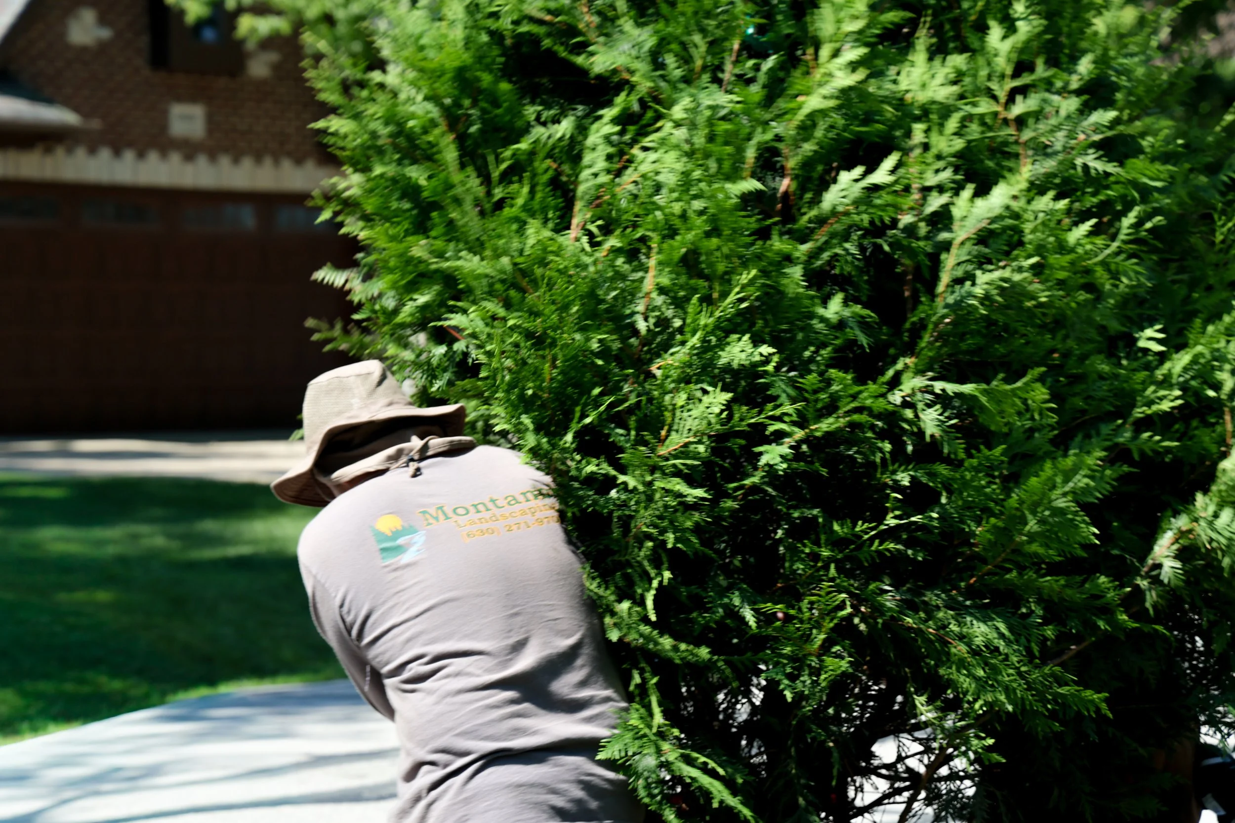 Montano's Landscaping crew member planting an arborvitae in Naperville.