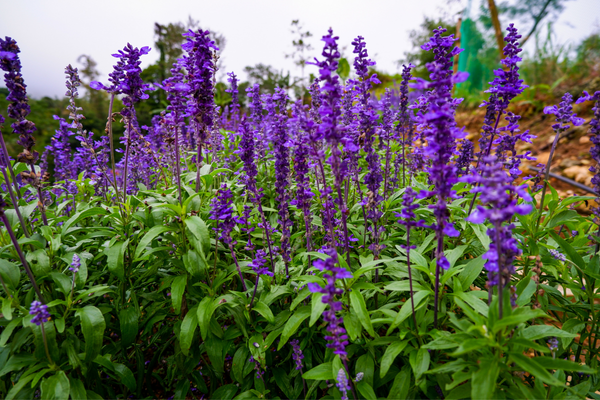 Deep purple salvia in a midwestern garden.