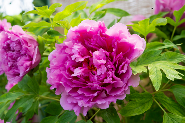 Bright pink peonies in a Naperville garden.