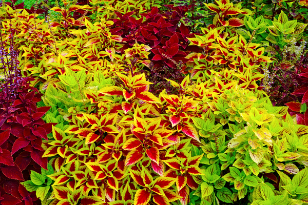 Coleus provides a beautiful array of color in a garden.