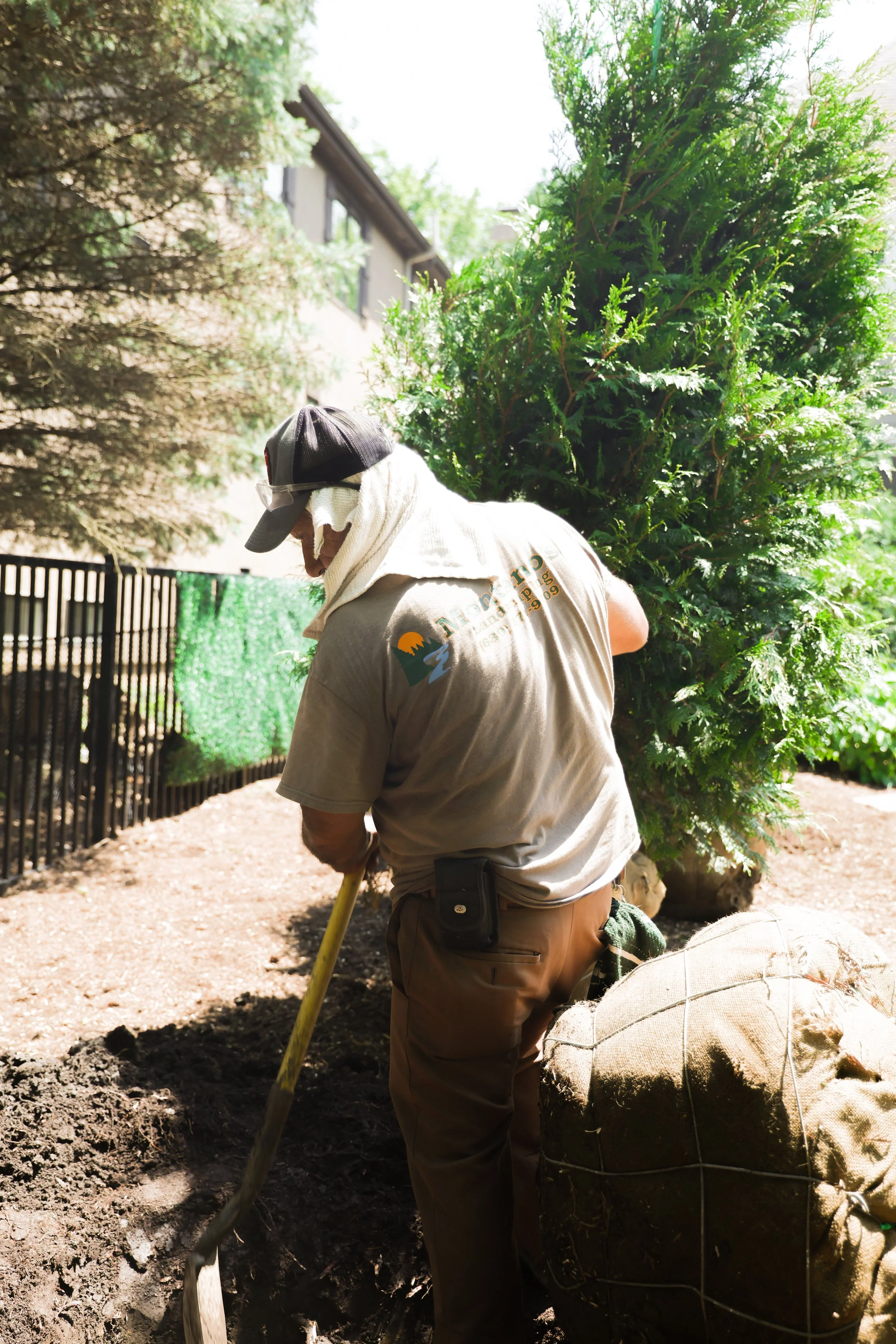 Montano's Landscaping planting an evergreen in Naperville, IL
