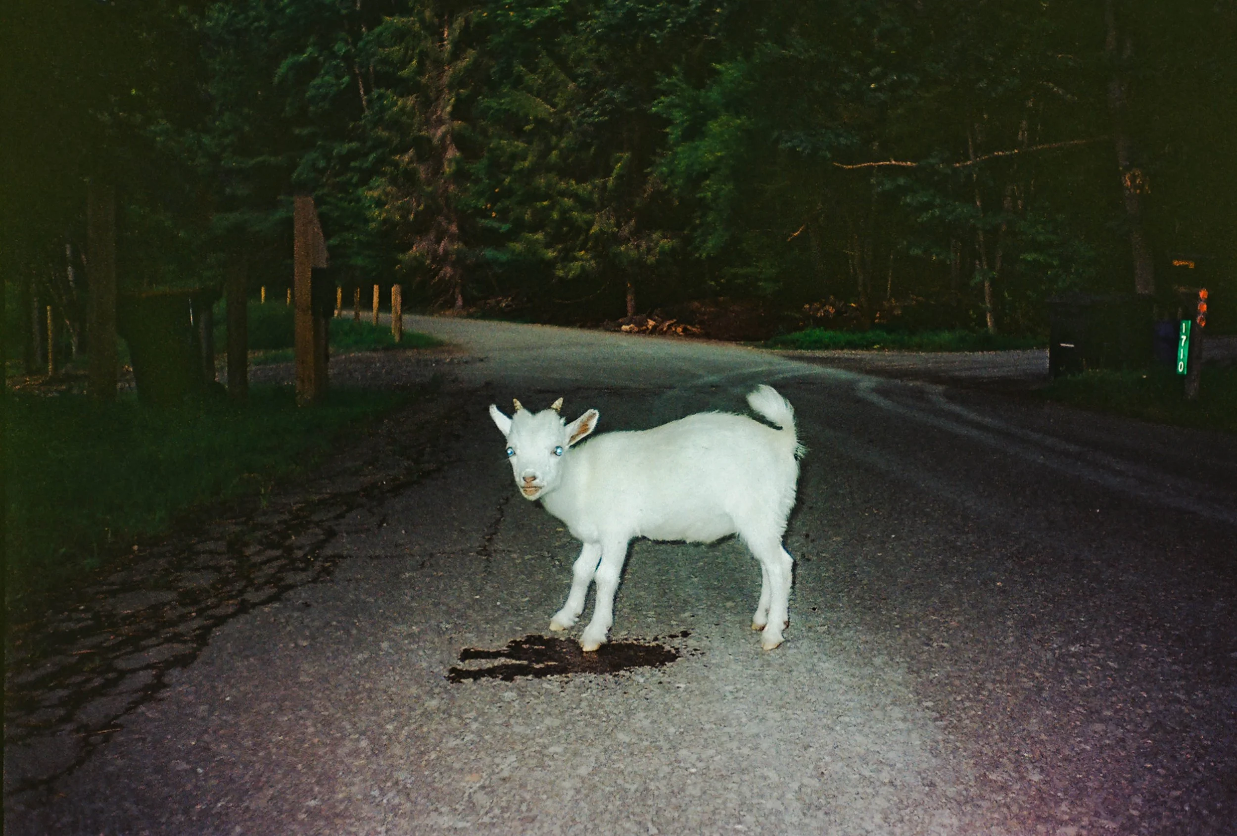 Loose Goat in Newton Ramson / 35mm point and shoot