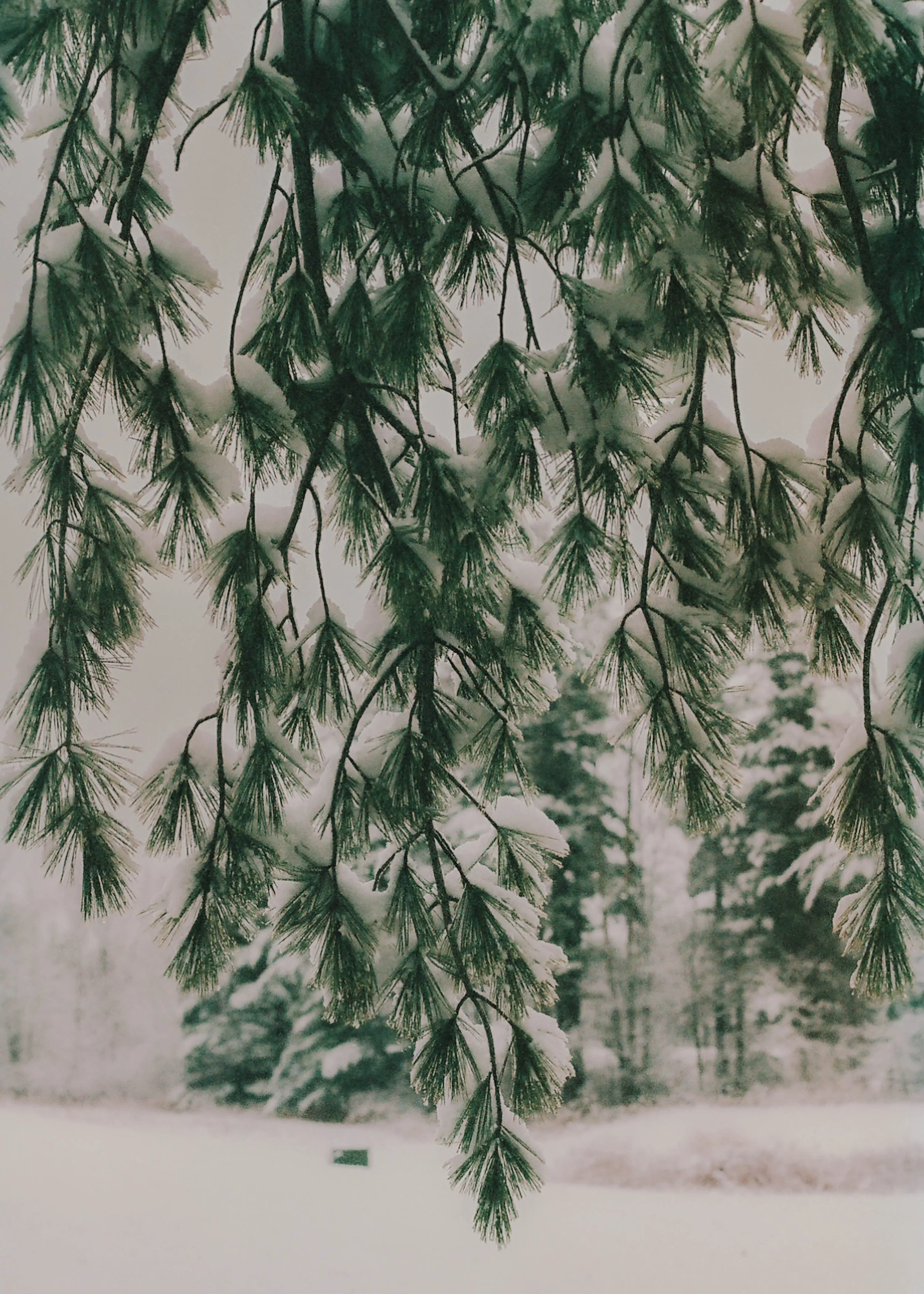 Winter of 2023 / 35mm point and shoot