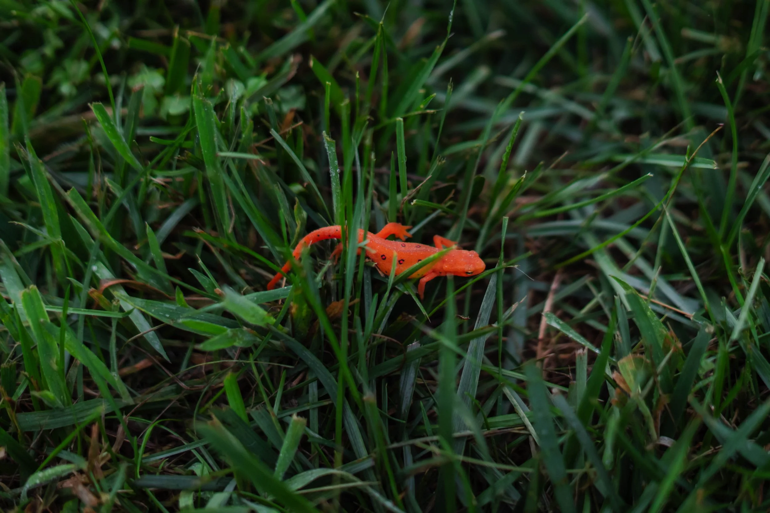 Salamander / Sony Alpha a7iii