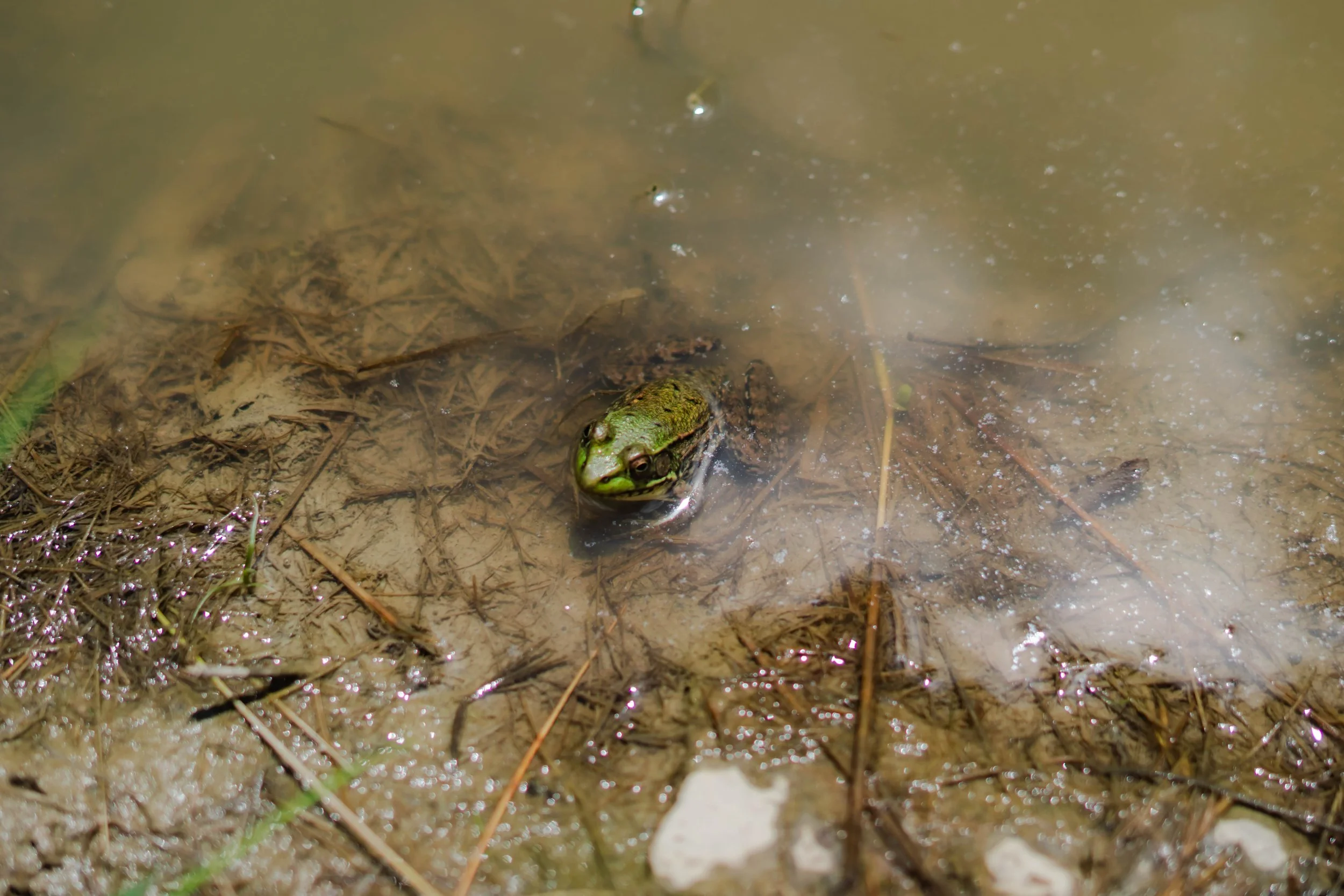 Frog in water / Sony Alpha a7iii