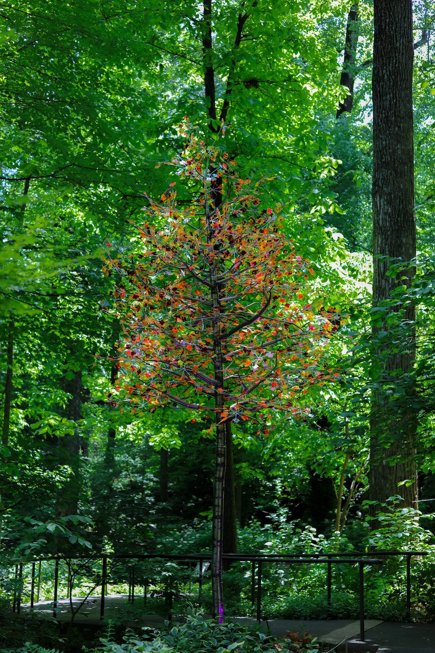 Atlanta_Alice_Enchanted-78.jpeg