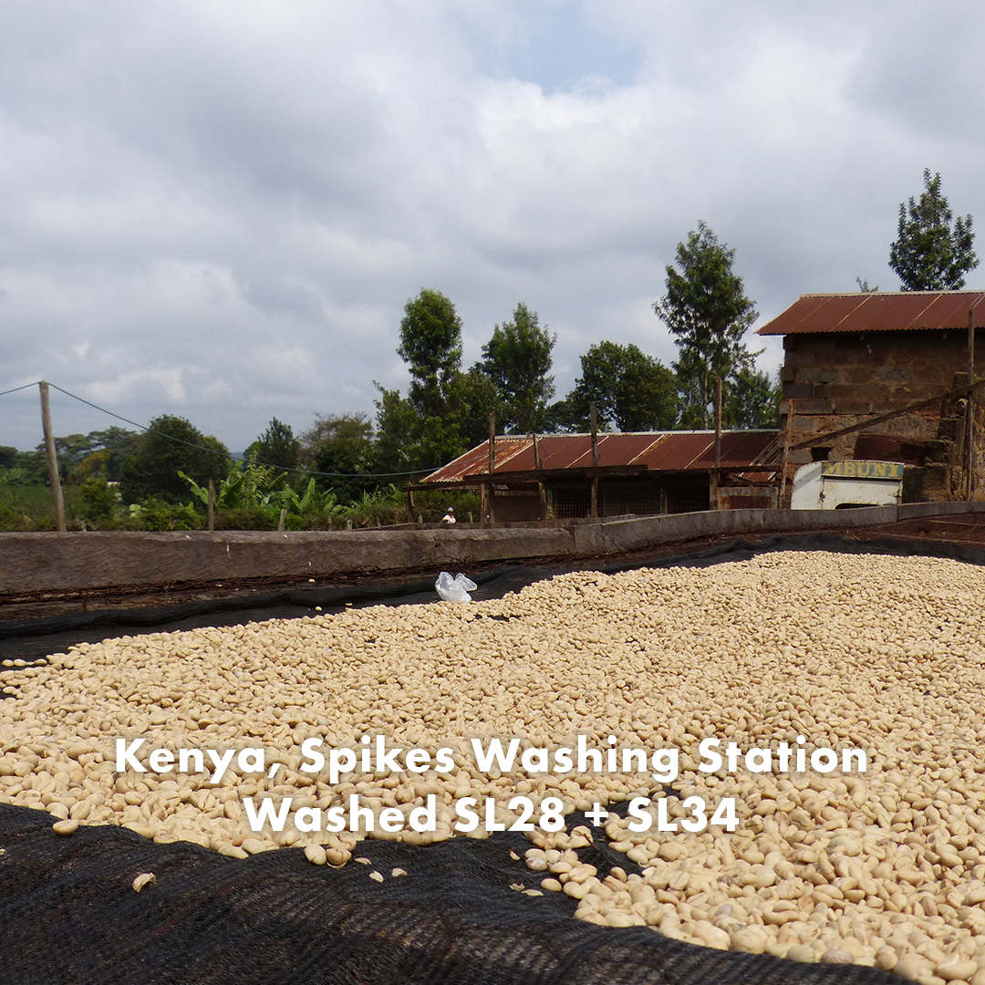 Kenya Spikes.png