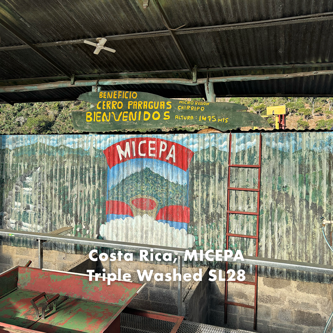 Costa Rica MICEPA Triple Washed SL28.png