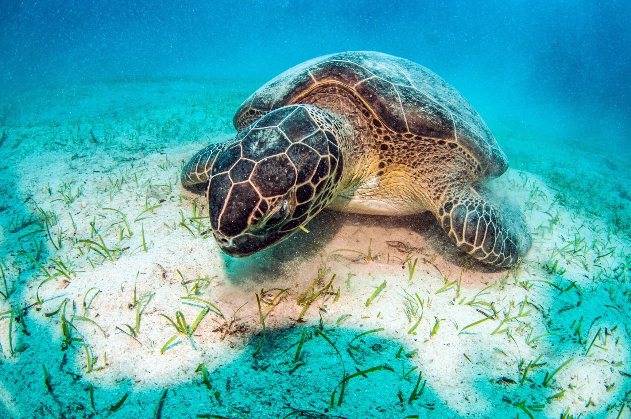 Restoring Aquatic Ecosystems