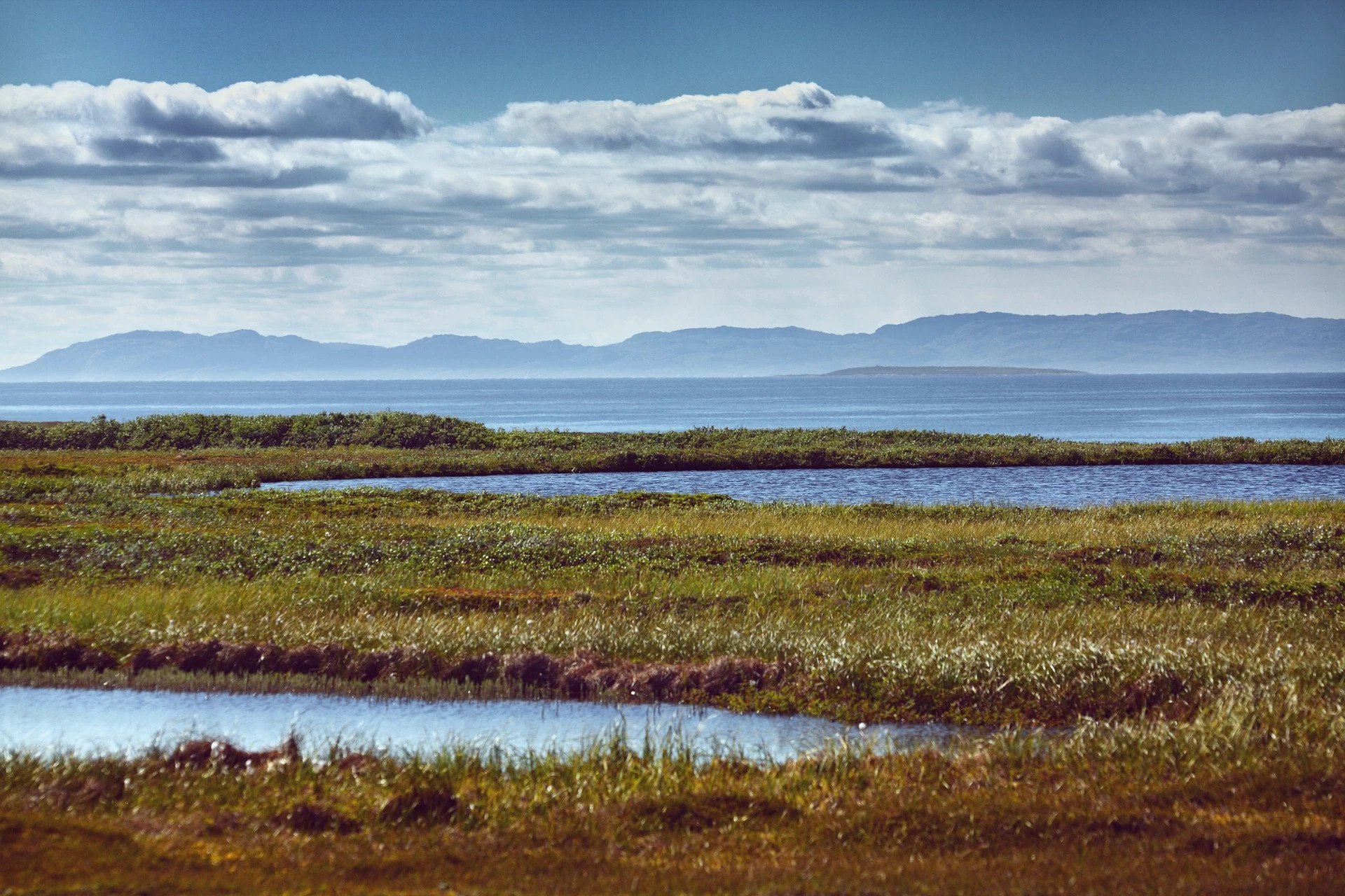 Wetlands and their Positive Effects on our Water Quality