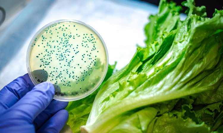 It’s Everywhere: Sources of E. coli Infection