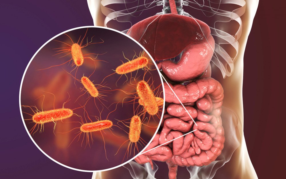 How Bacteria Makes You Sick: Health Implications of E. coli Infection