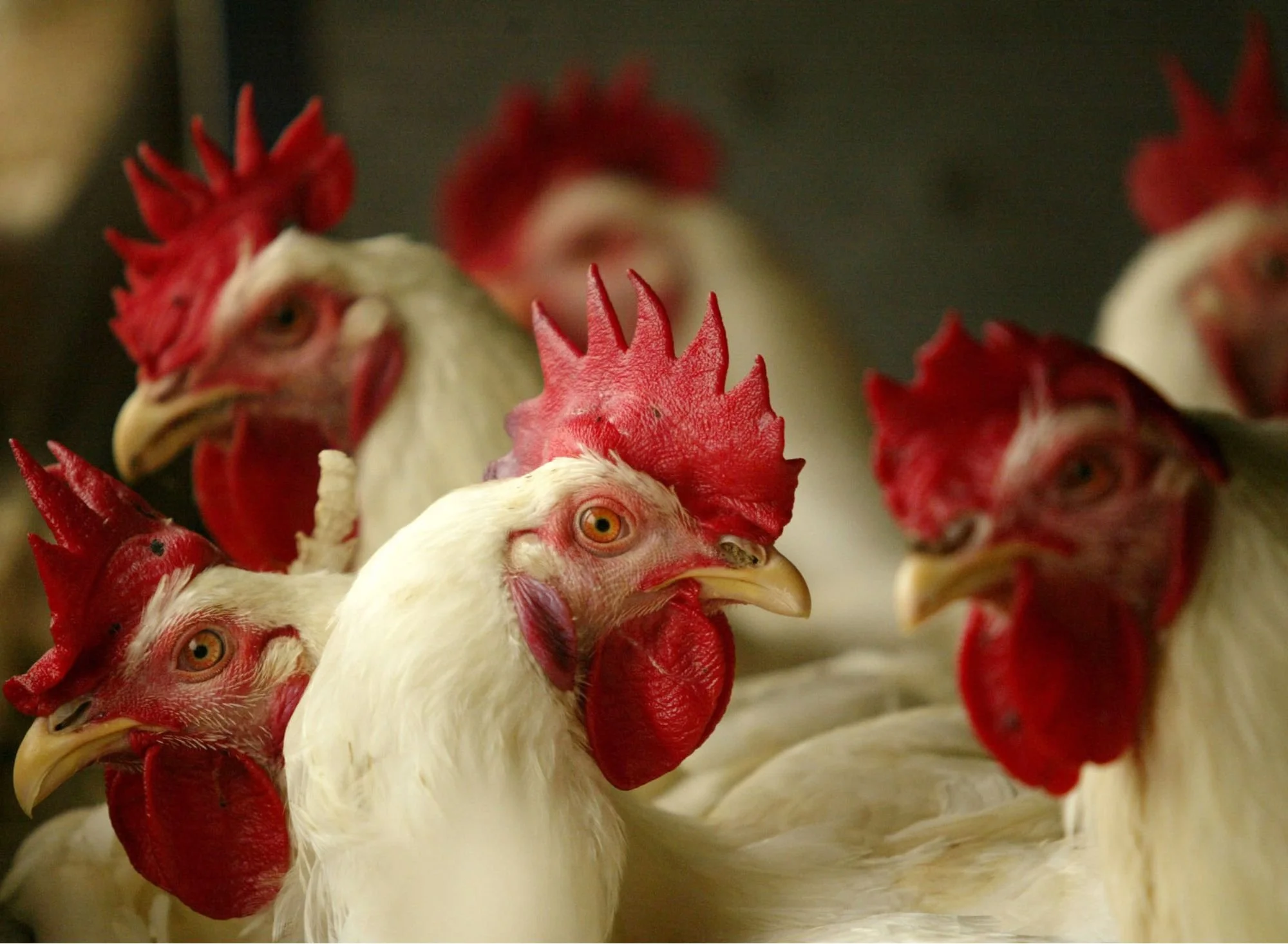 Pathogen Detection: Agriculture