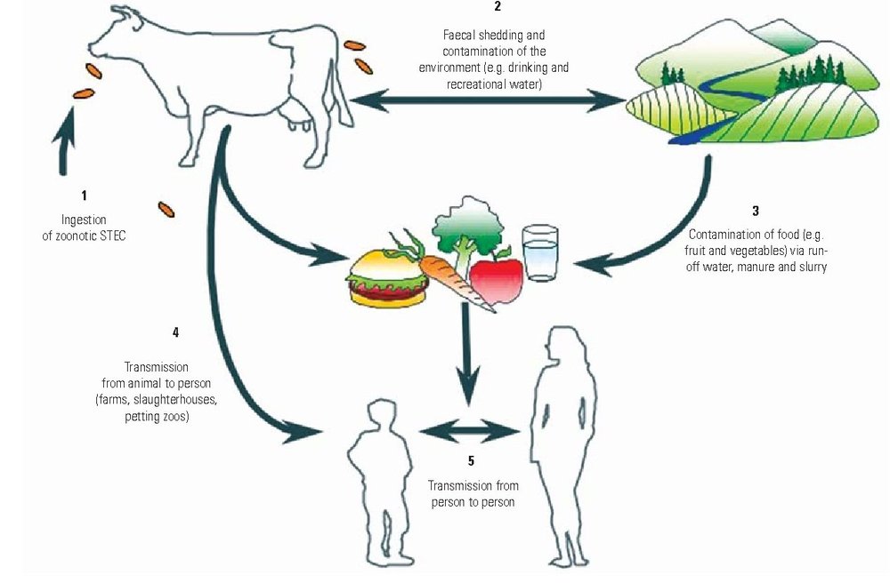 It's Everywhere Sources of E. coli Infection — Kraken Sense