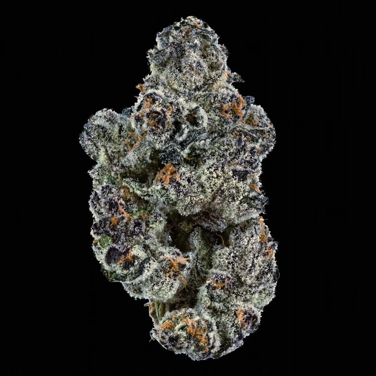 Blue Lobster cannabis flower grown by Maine Trees. Blue Lobster Cannabis Flower by Maine Trees
Blue Lobster is a standout cannabis strain grown by Maine Trees, a respected Maine caregiver known for high-quality, terpene-rich flower and craft cannabis